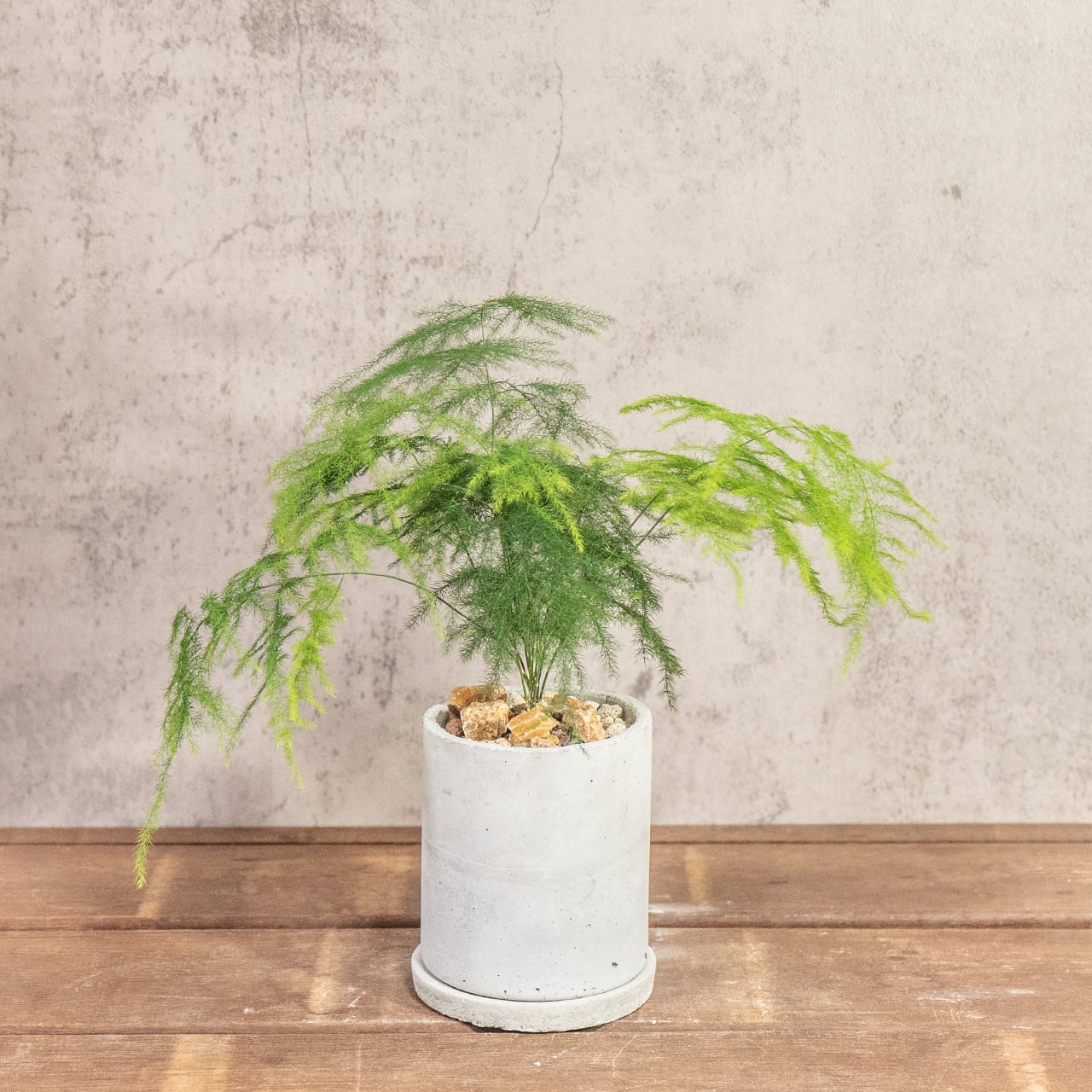 アスパラガス・ブルモーサス・ナナス|ふんわりと広がるグリーンが軽やかな観葉植物【モルタル鉢】