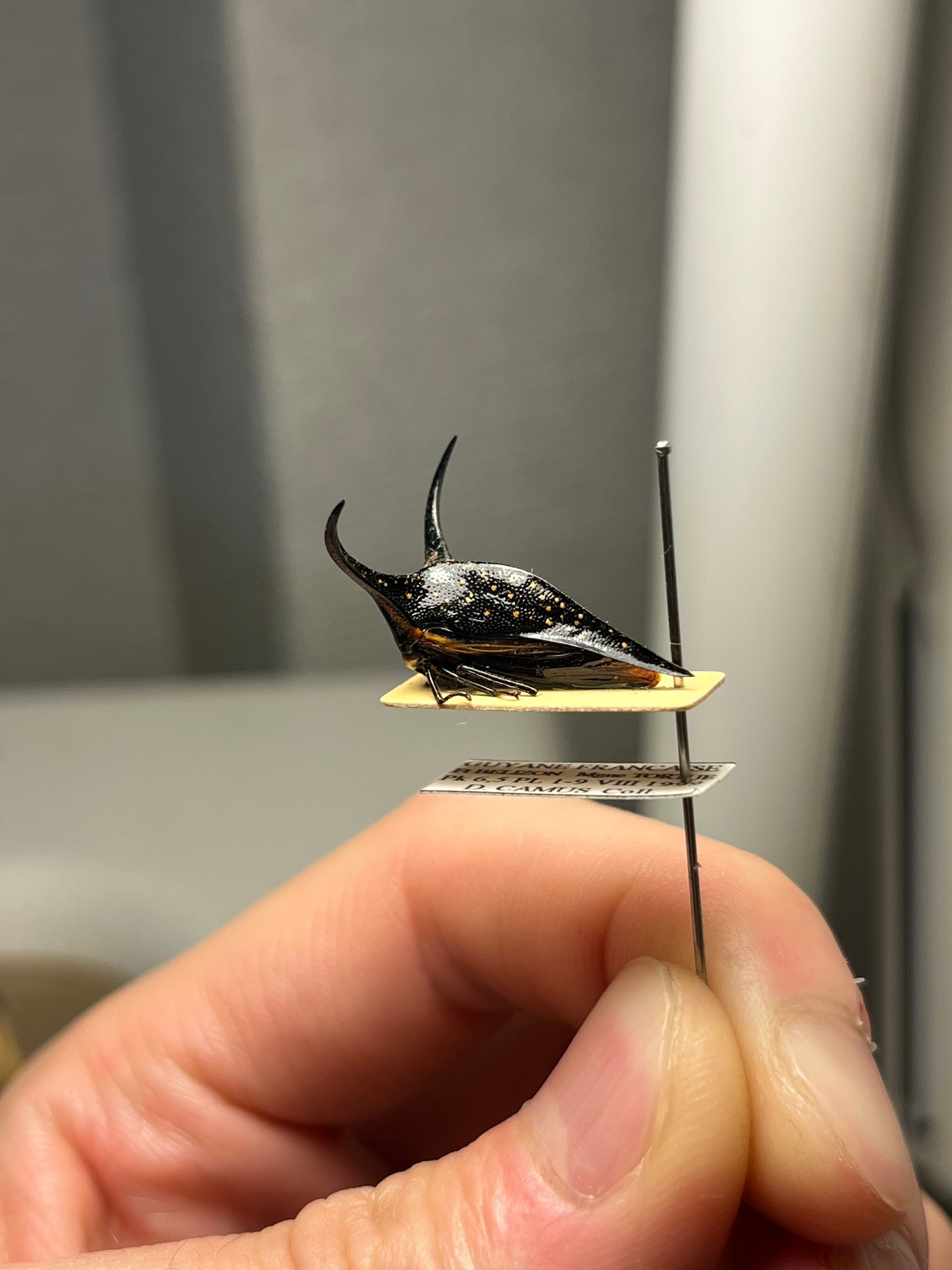 角蝉最大種】Hemikyptha marginata ツノゼミ セミ ホタル 蛍 タマムシ