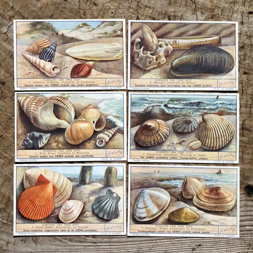 貝のカード