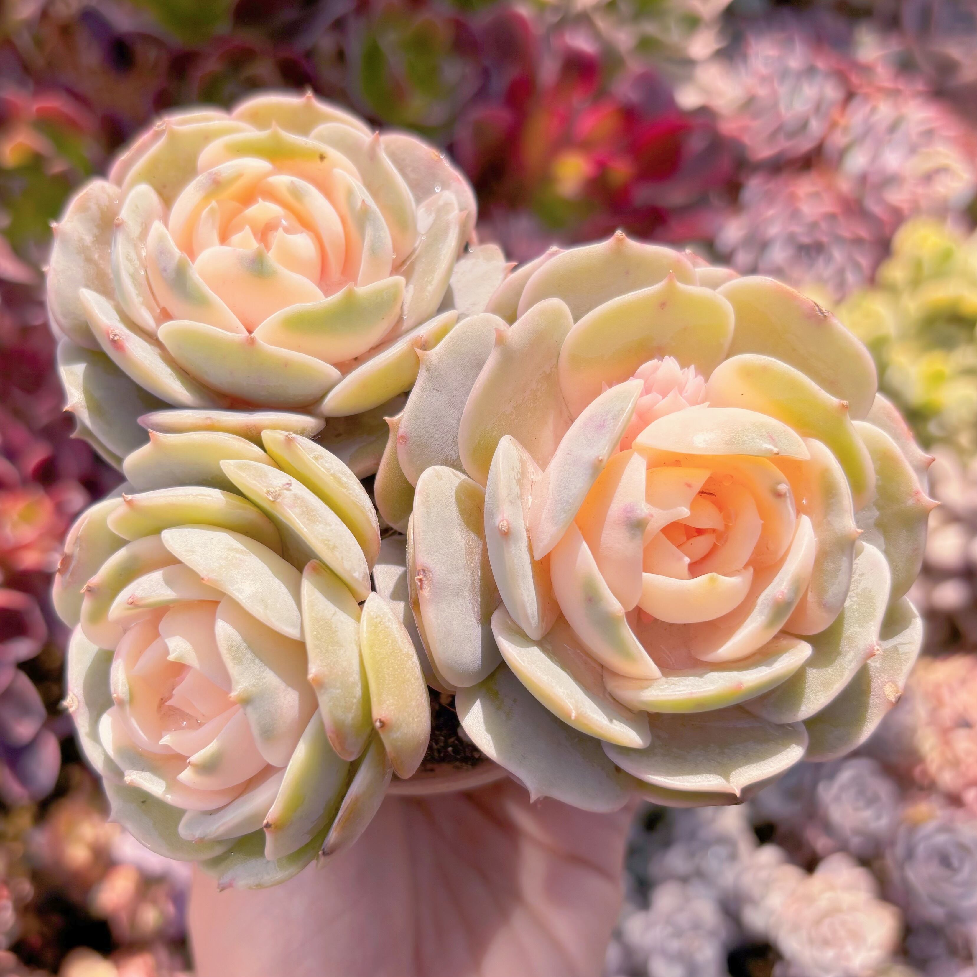 現品　ローラ錦#876　群生　るる農園