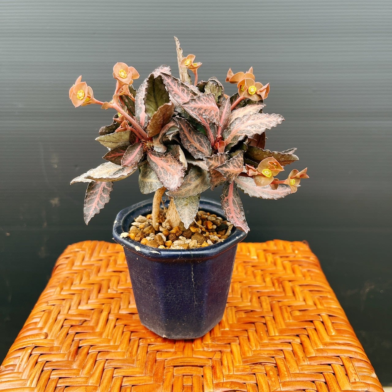 現品］【希少】80番 ドラセナ トルネード 斑入り 5号 観葉植物 室内