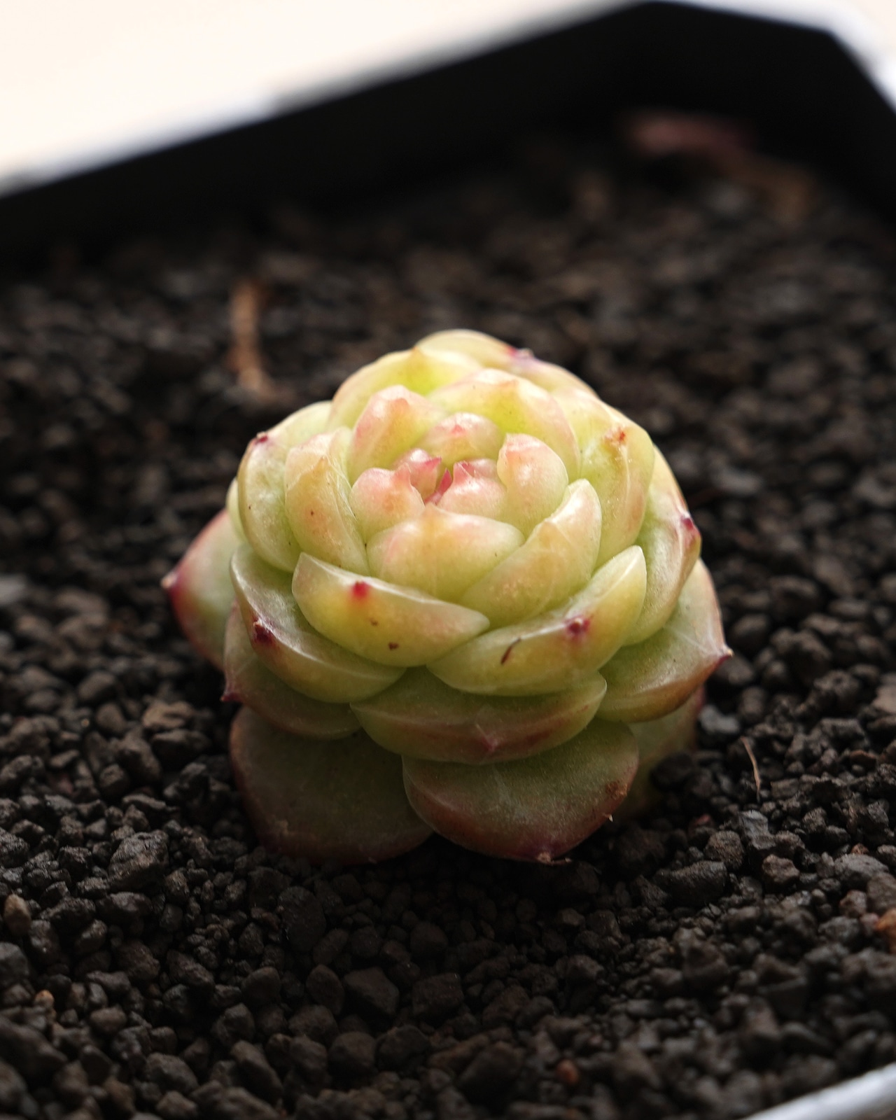 発根済カット苗 リップグロス Echeveria 'Lip Gross'