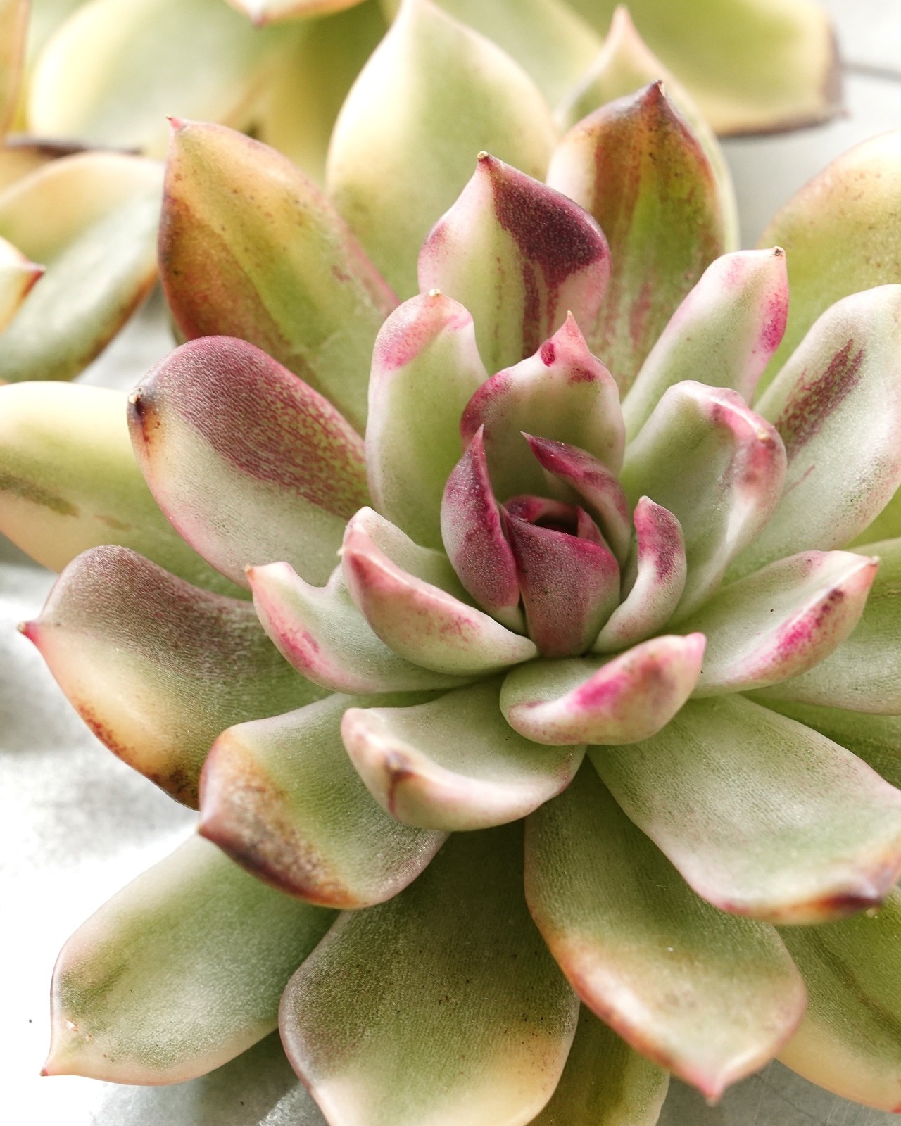 一部発根済カット苗 フレイムマウンテン錦 L Echeveria 'Flame Mountain' Variegated