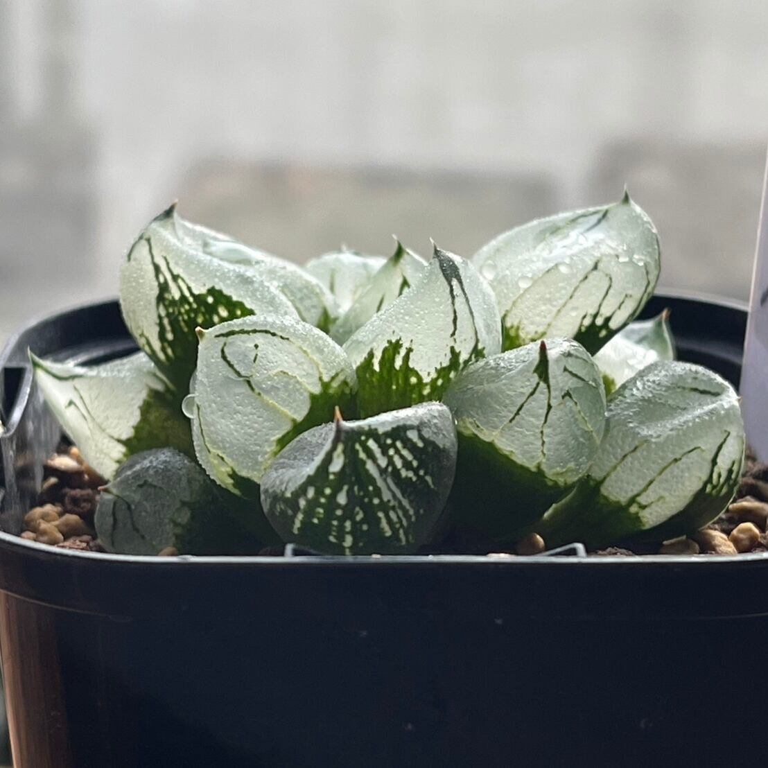 ハオルチア 虞美人 | mocono_plants