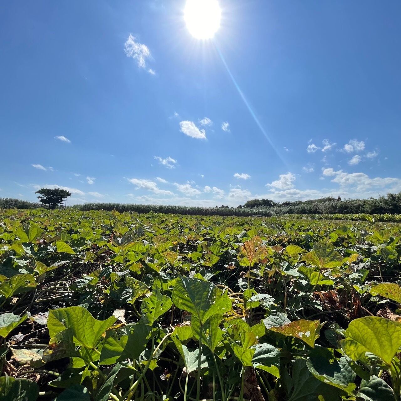安納芋 Sサイズ 5kg｜箱別 | aimo農園