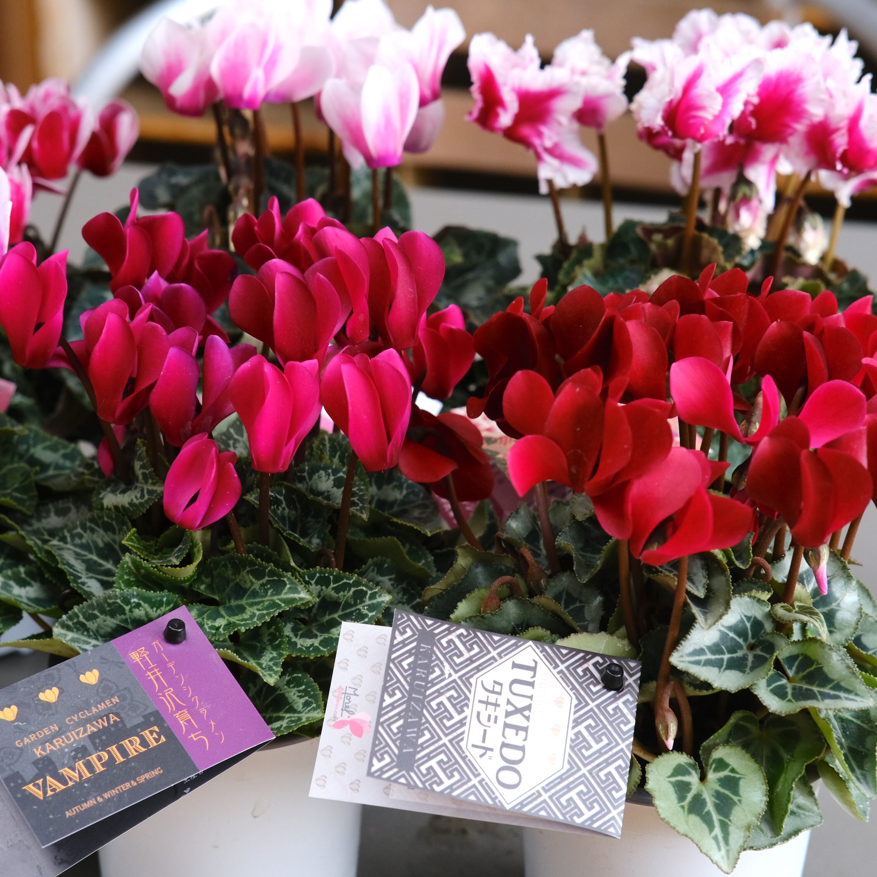 ガーデンシクラメン《 タキシード 》軽井沢育ち 3号鉢 | グリーン