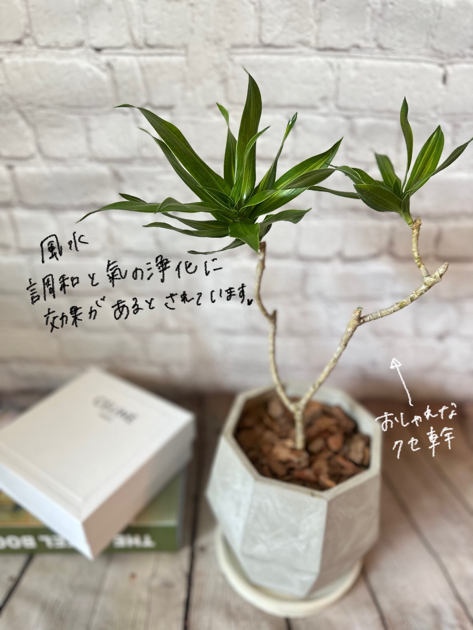 陶器鉢セット】ドラセナ ソングオブジャマイカ | Petitluxe