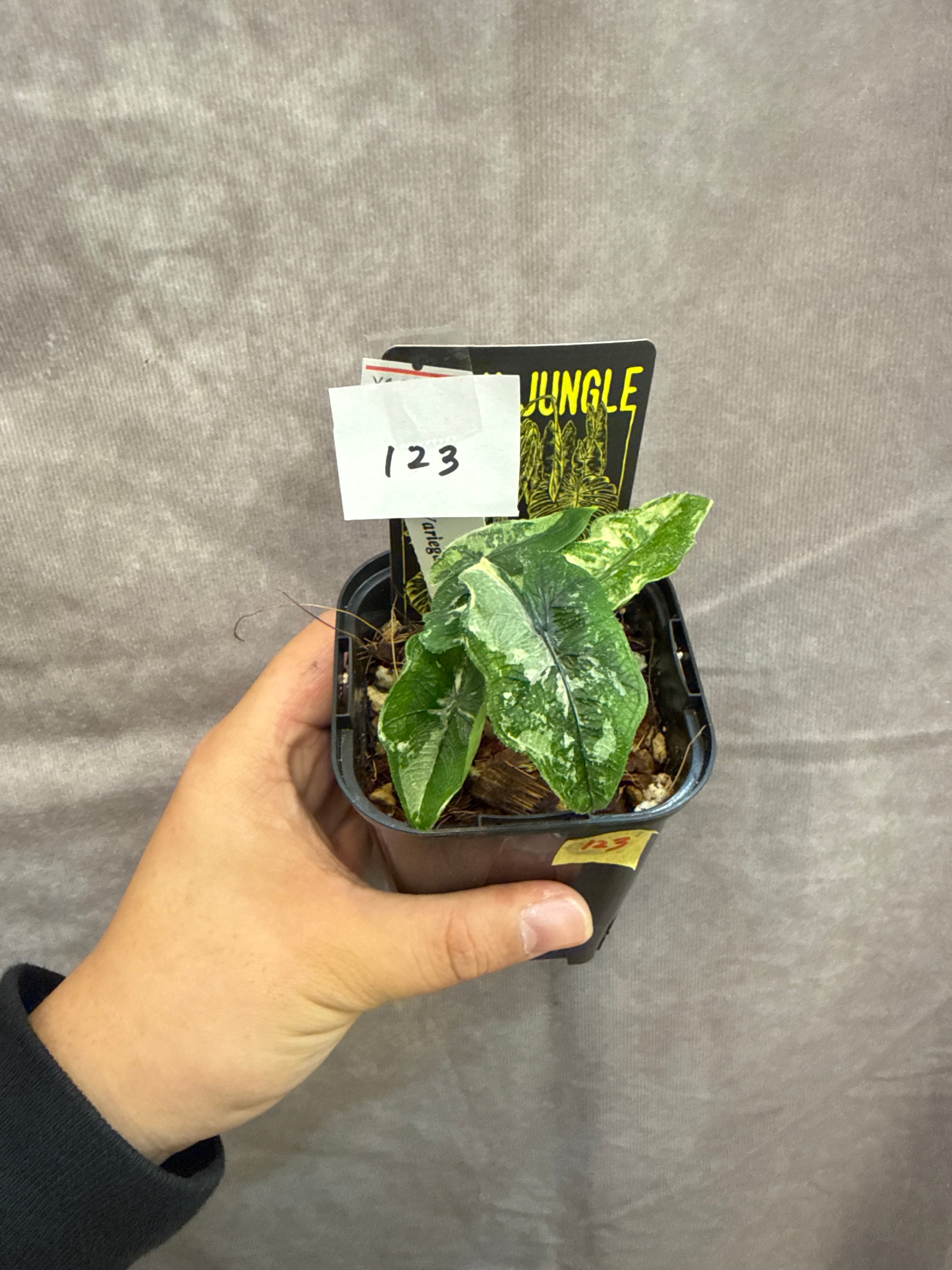熱帯植物　アロカシア ジャックリン バリエガータ　斑入り 123.. Alocasia Jacklyn variegata / アロカシアジャックリン斑入り