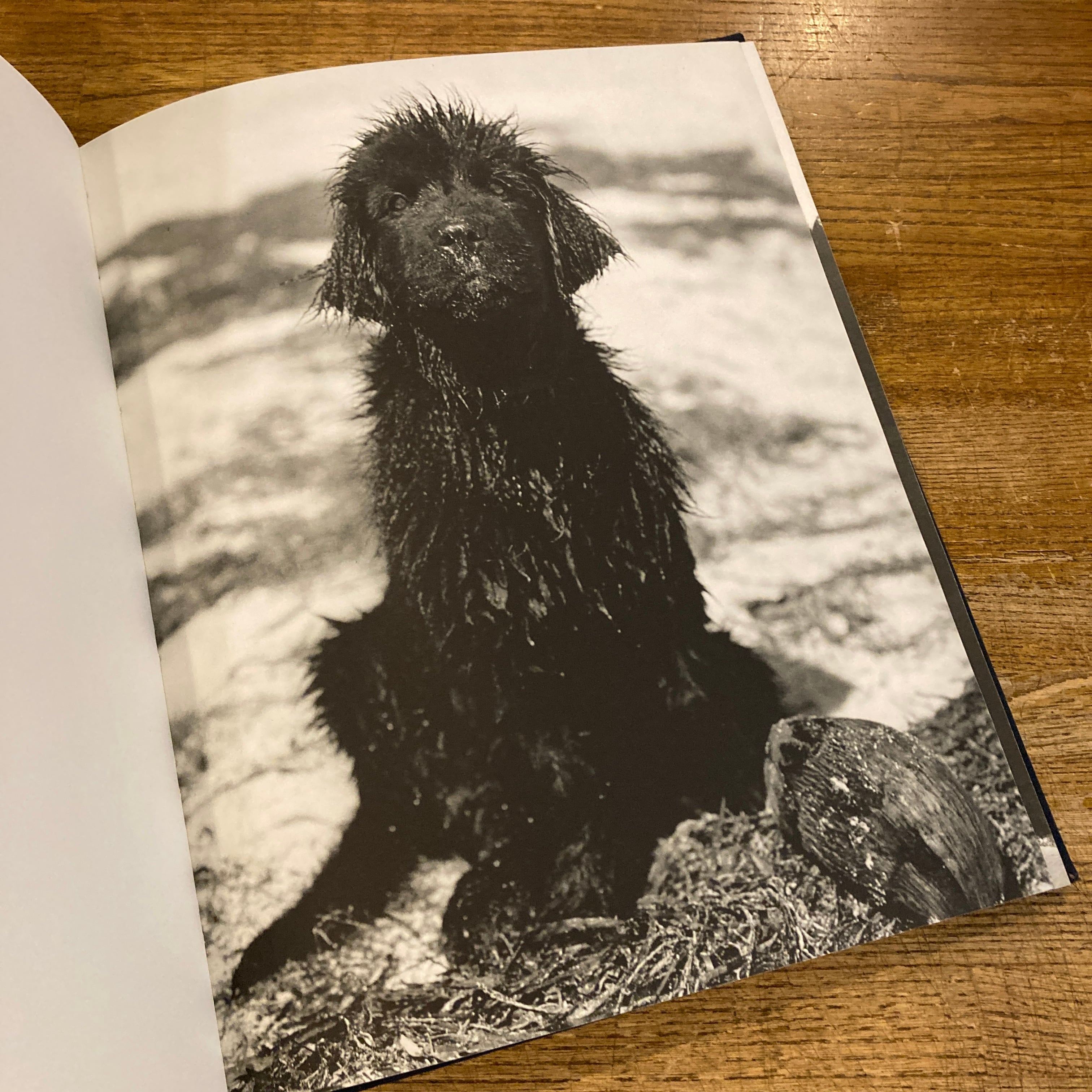 Gentle Giants: A Book of Newfoundlands / Bruce Weber | 百年