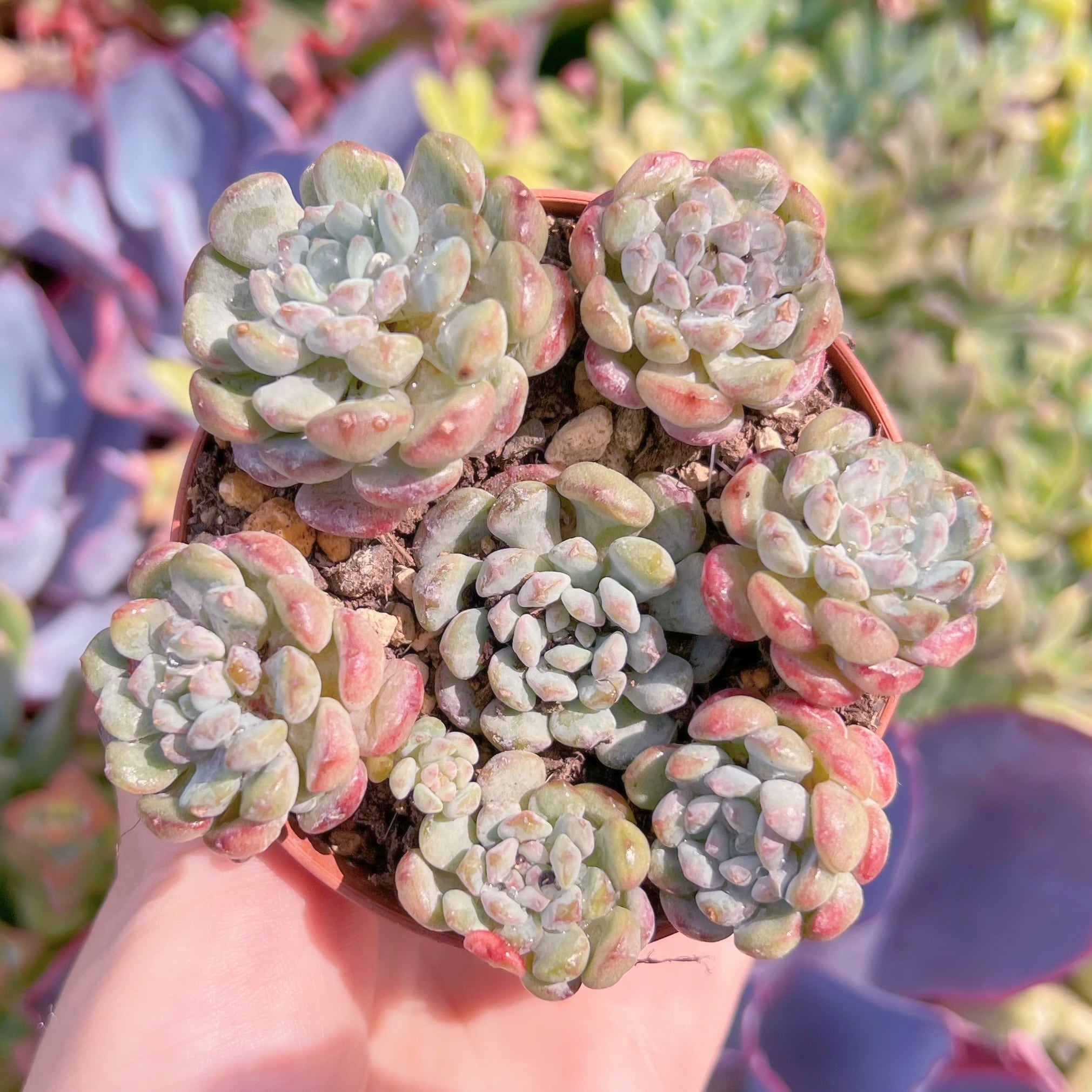 現品　萌豆#C56　群生　るる農園