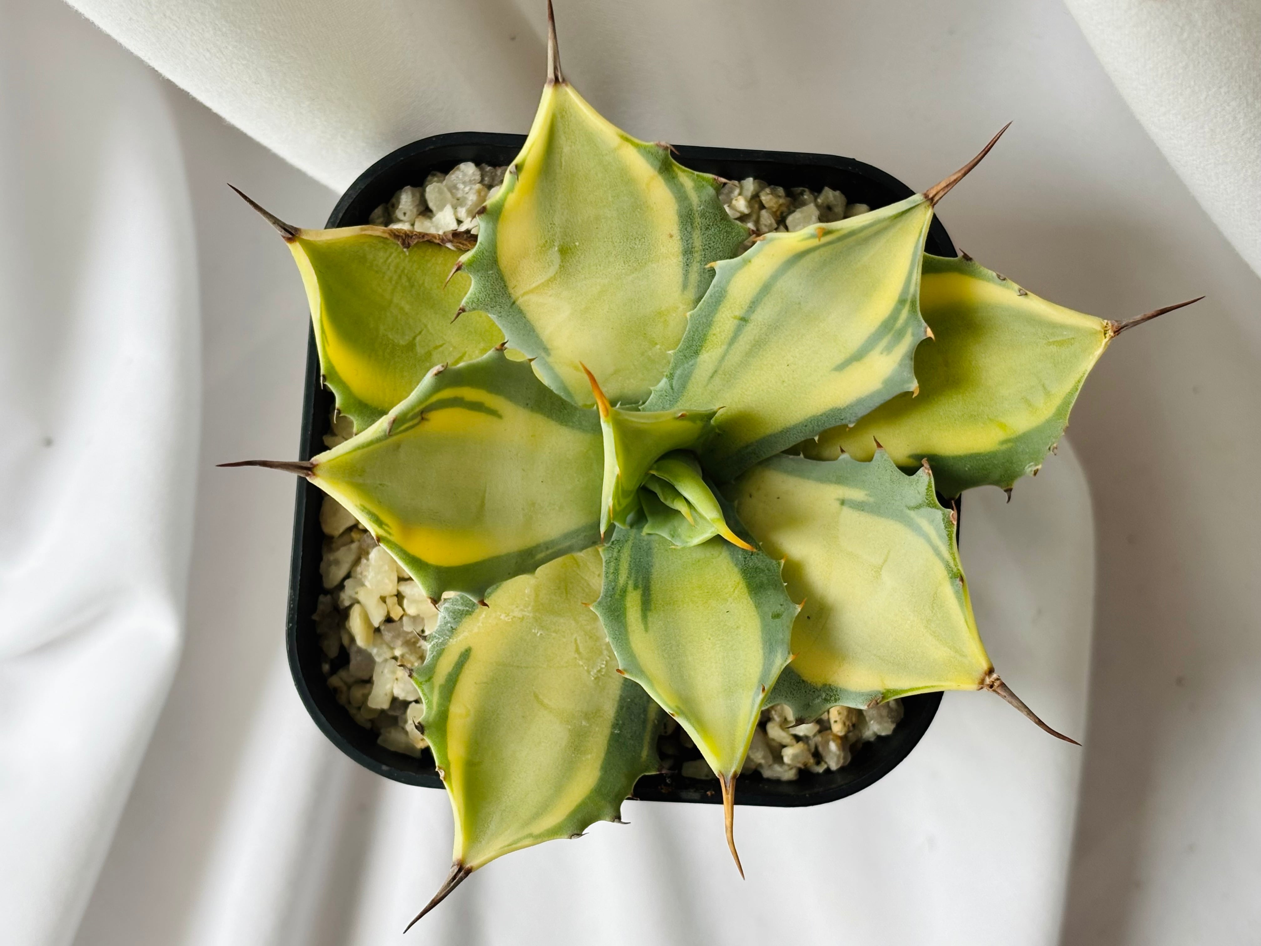 Agave isthmensis 'Rum Runner' アガベ イシスメンシス ”ラムランナー