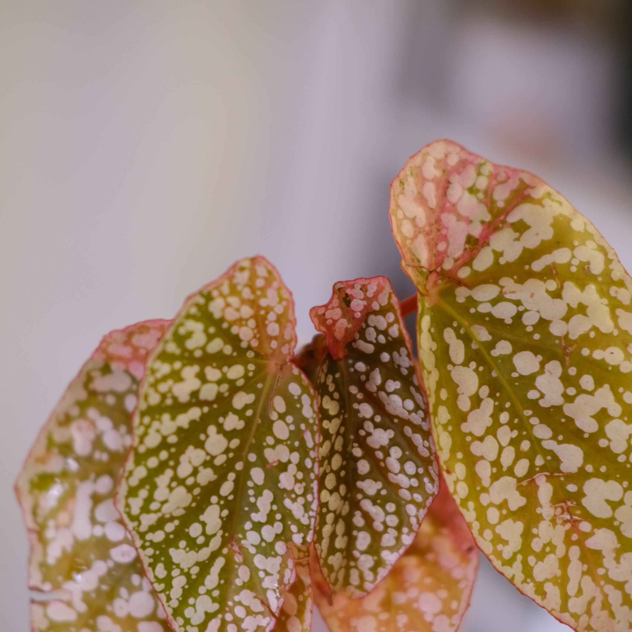 Begonia Snow Capped Variegata④｜ベゴニア スノーキャップド 斑入り