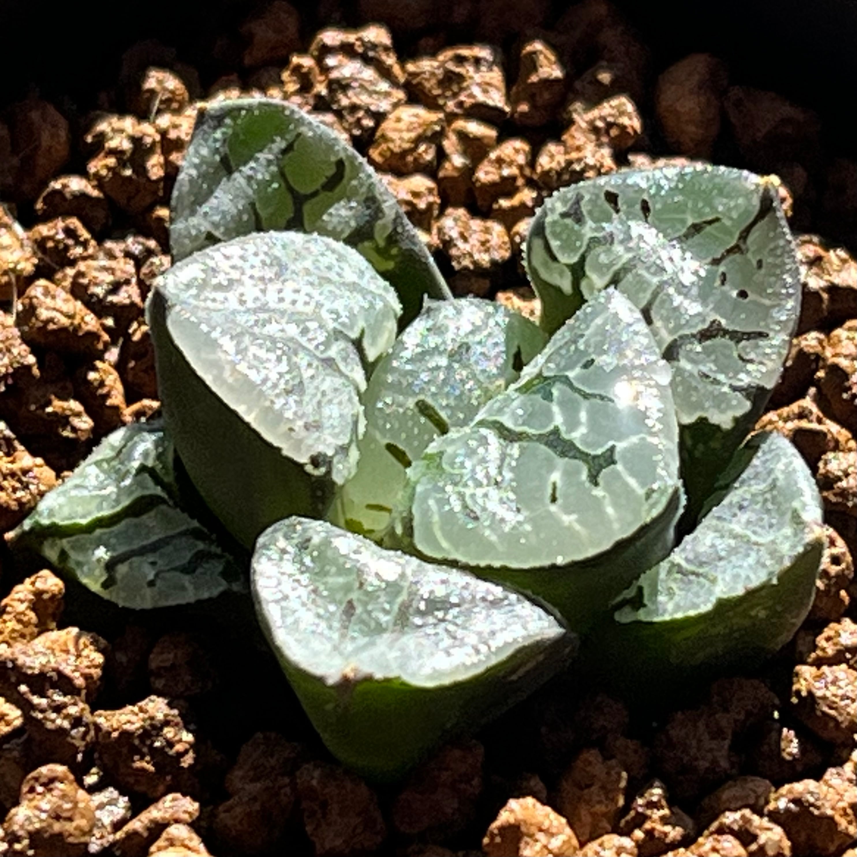 ハオルチア 瑠璃水晶コンプト錦 | mocono_plants