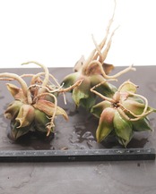 カット苗 裏般若 Haworthia 'Ura Hannya'