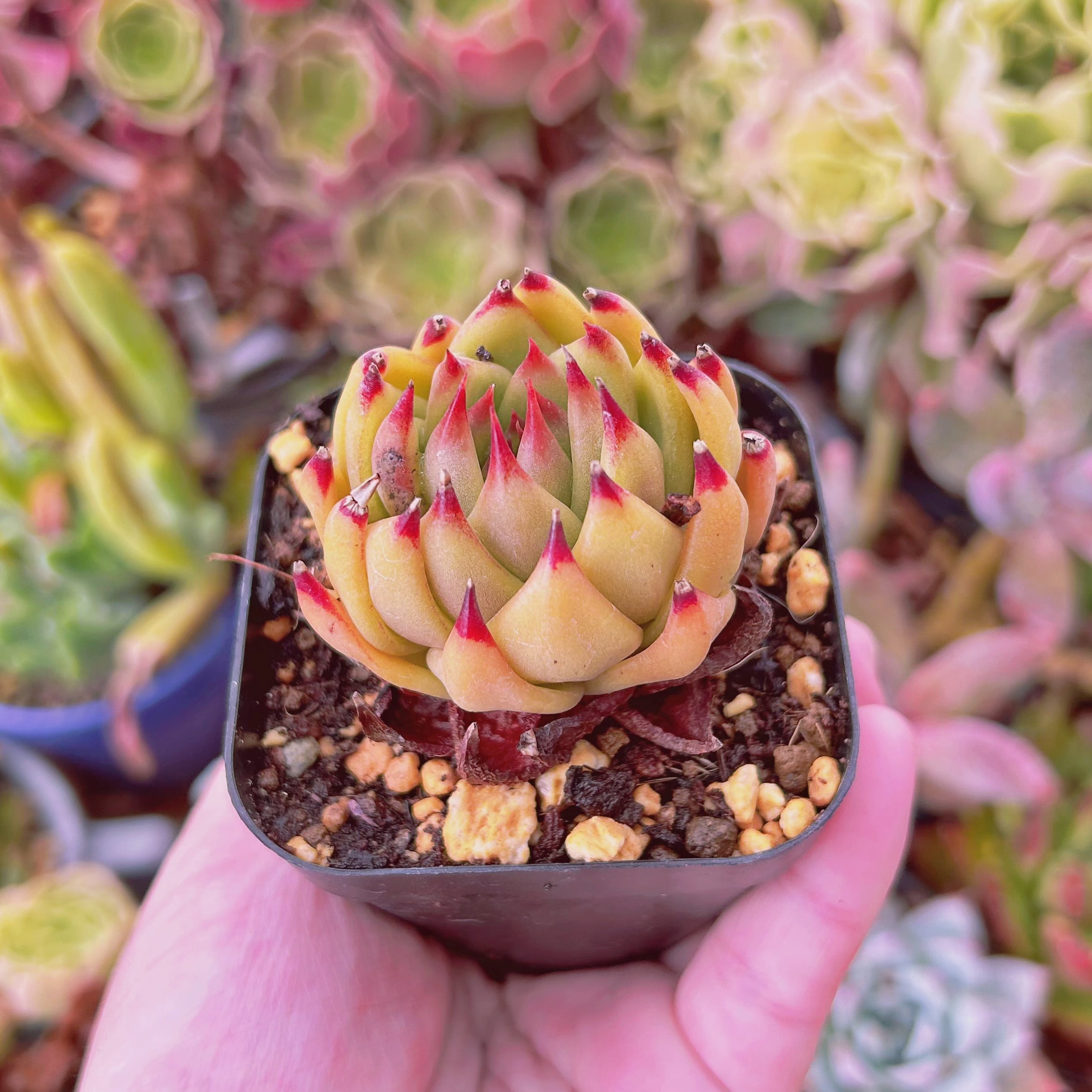 現物 多肉植物 Topaz 抜き苗 | るる農園~多肉植物専門