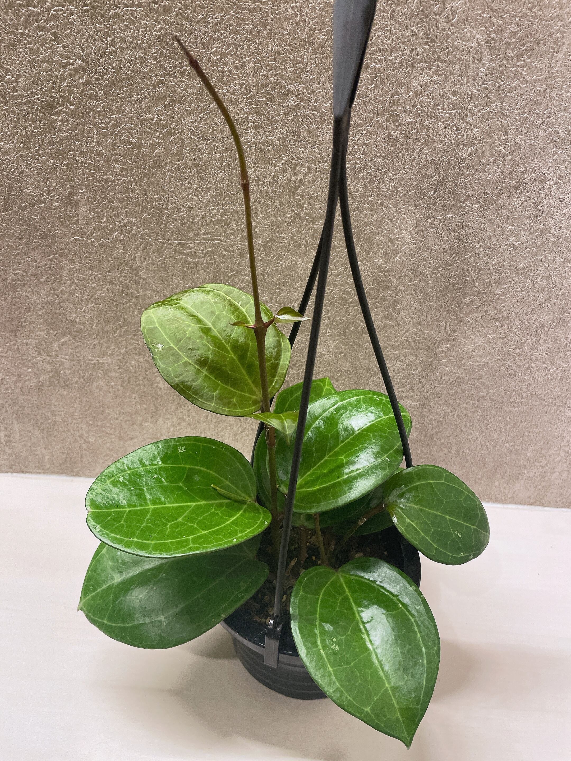 ベゴニア アンフィオクサス 3.5号 | a plants ベゴニア アンフィオクサス 3.5号 | a plants
