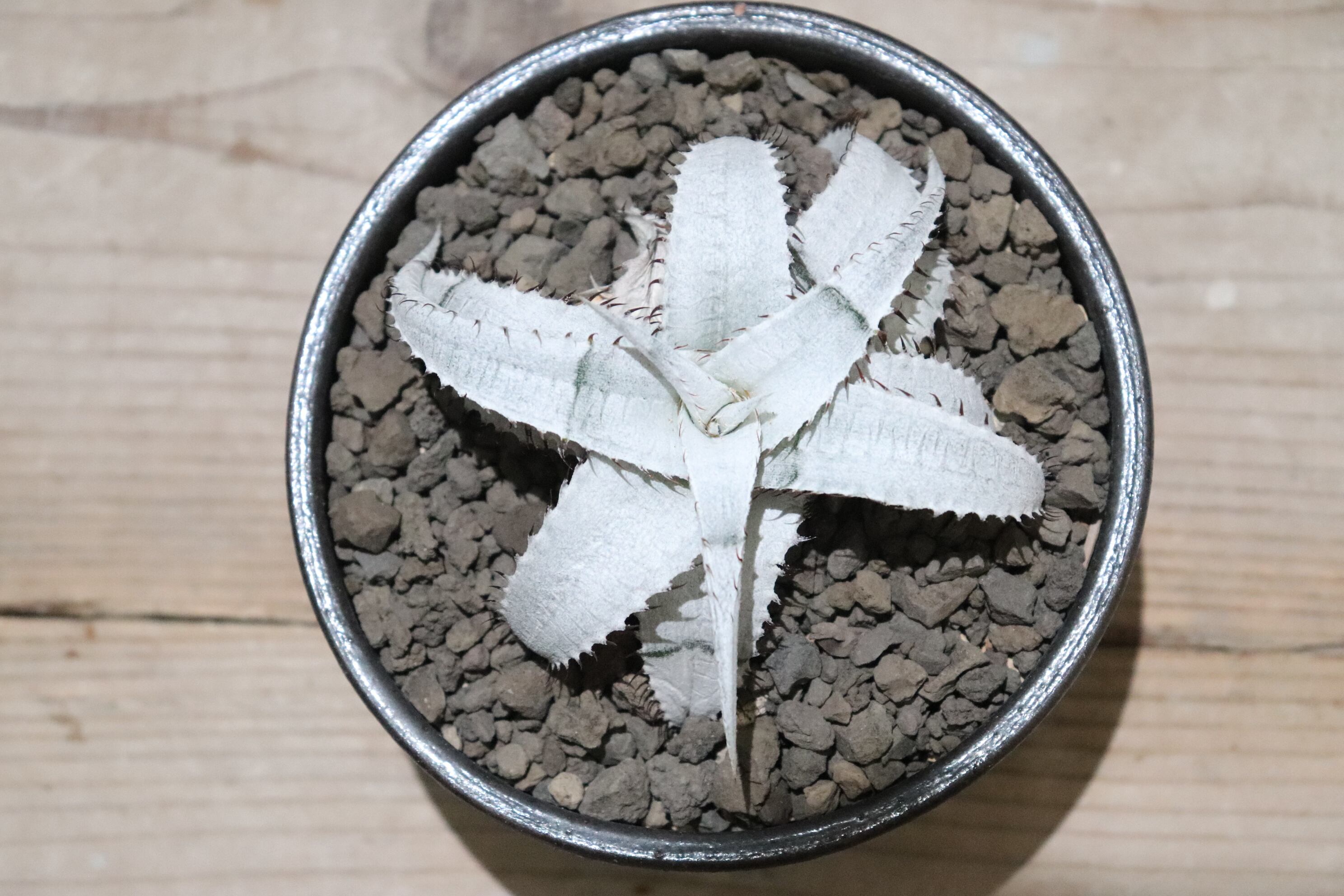 最安 ブロメリア・エアープランツ Dyckia braunii 植物好きにジワジワ