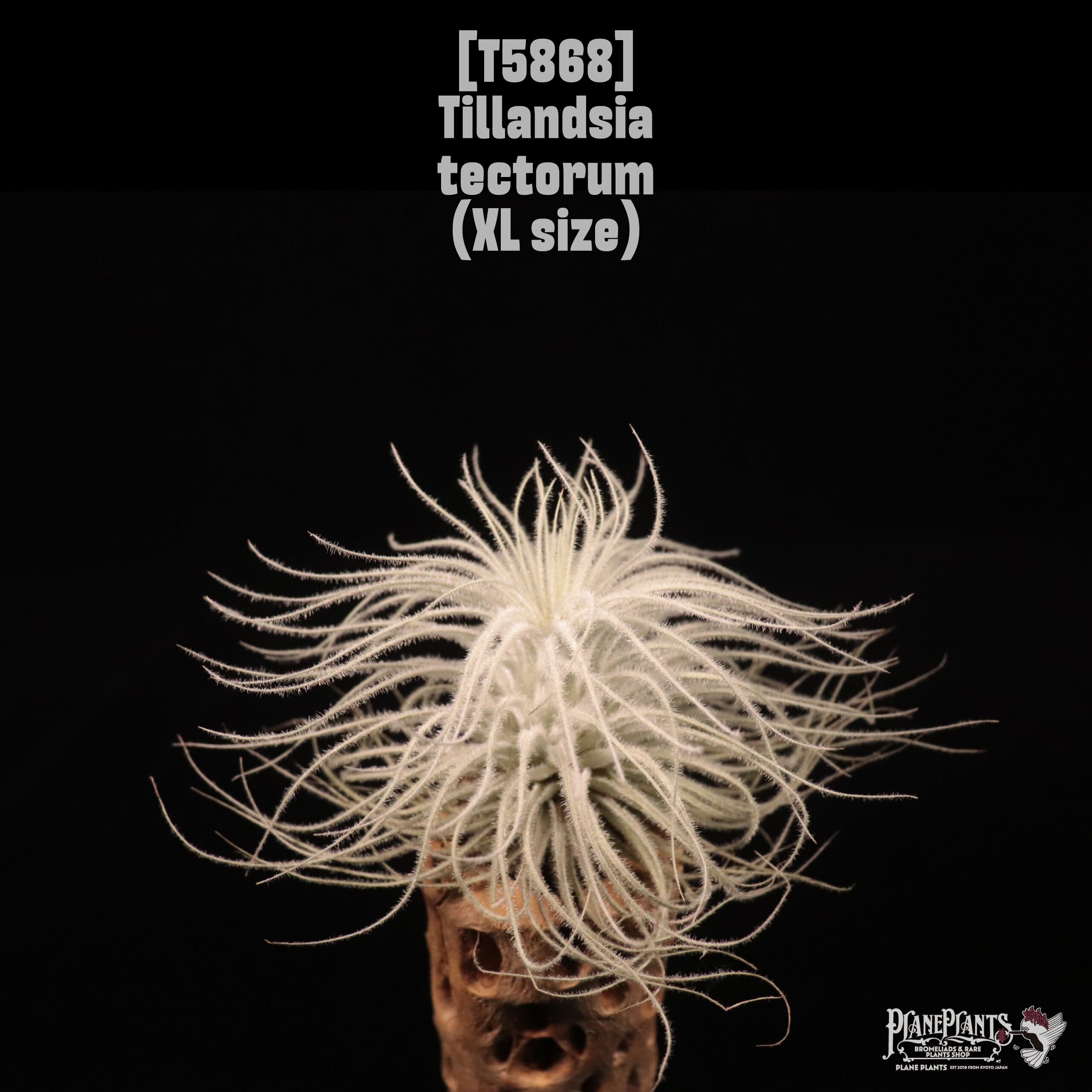 Tillandsia tectorum XL〔ティランジア〕現品発送T5868