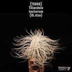 Tillandsia tectorum XL〔ティランジア〕現品発送T5868