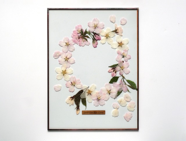 Sakura Glass Specimen-15 （桜リースのガラス標本）