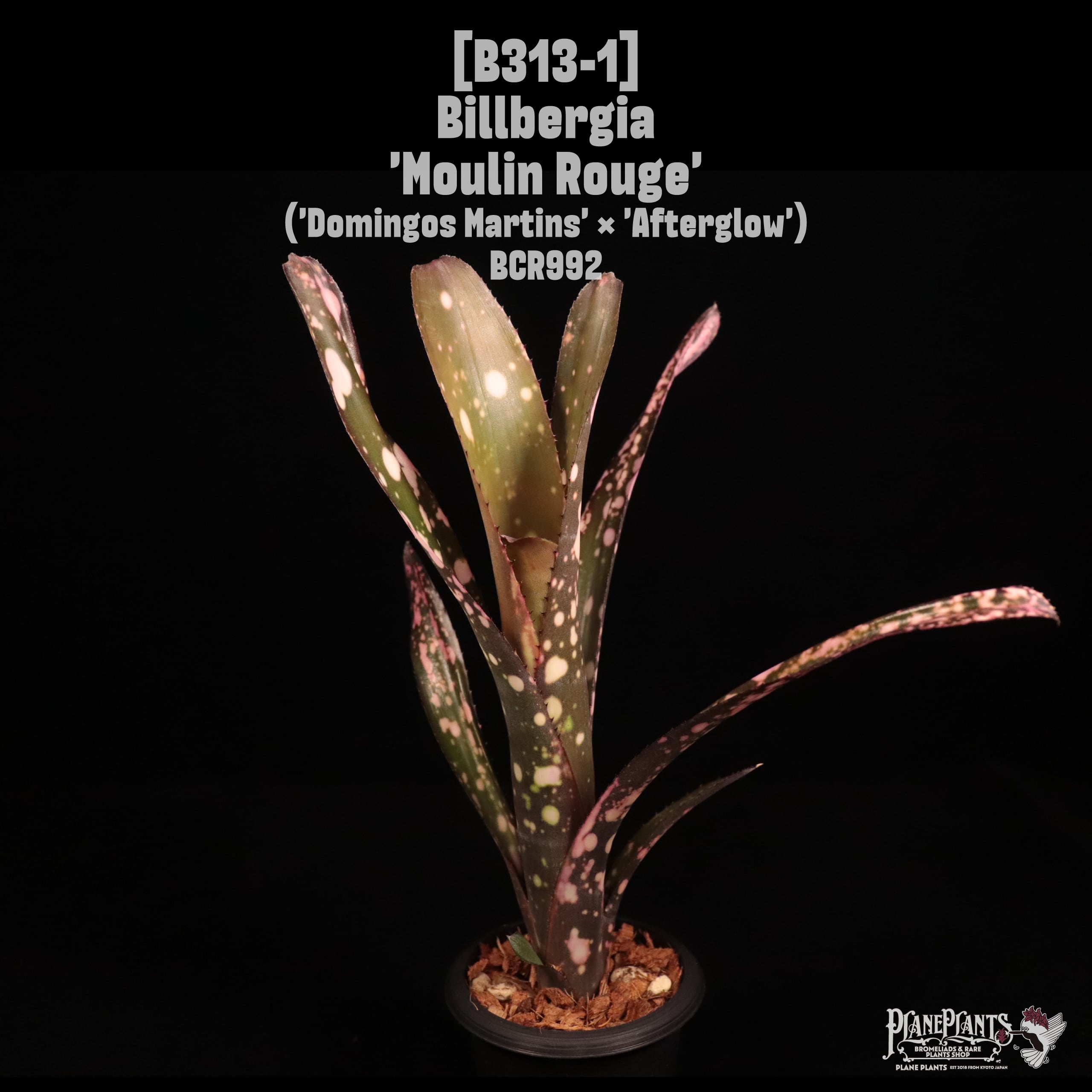 送料無料】 Billbergia sanderiana〔ビルベルギア〕現品発送B0011
