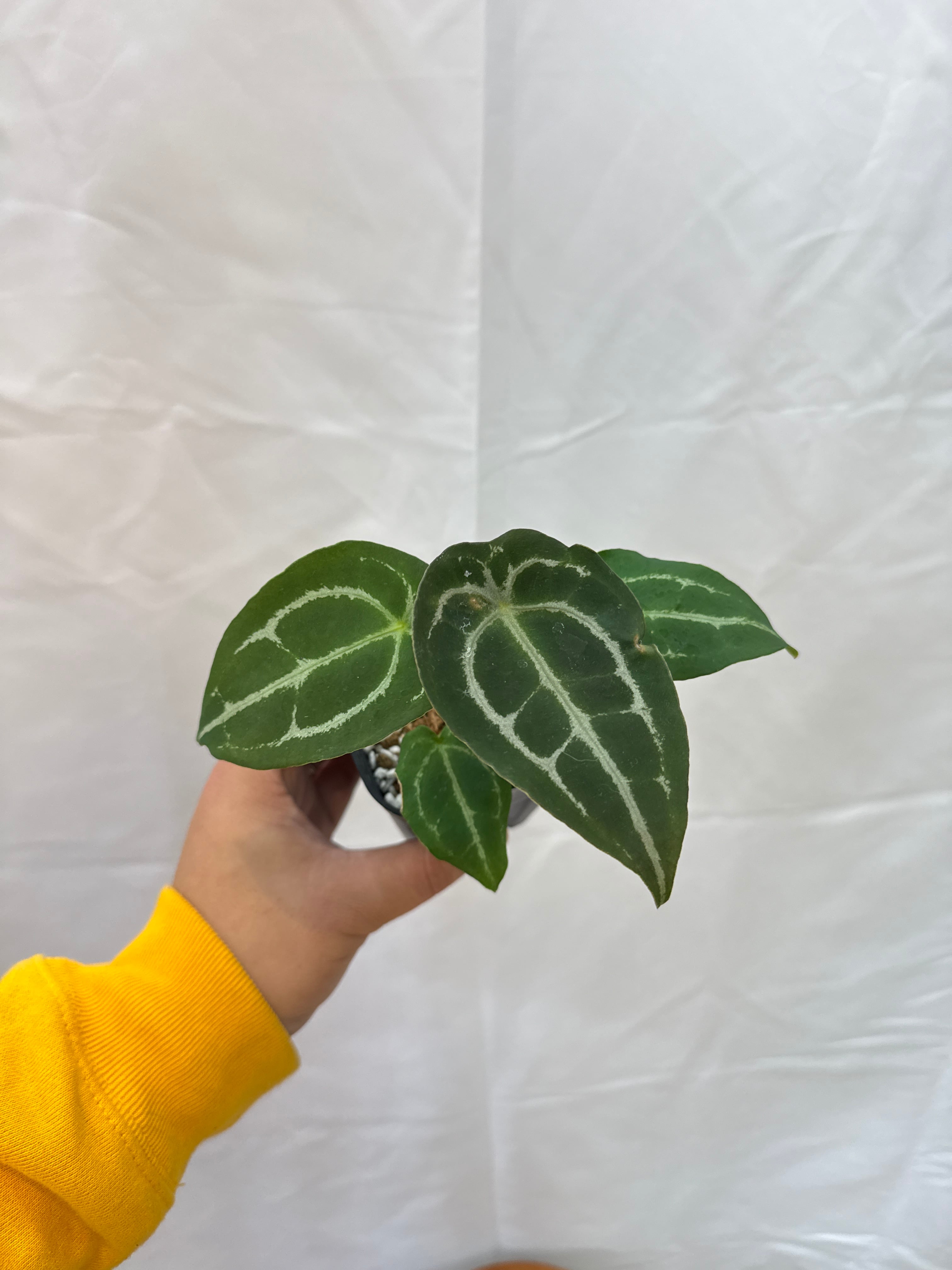 アンスリウム　スコーピオン アンスリウム スコーピオン Anthurium Scorpion Mint – Casa Botanica