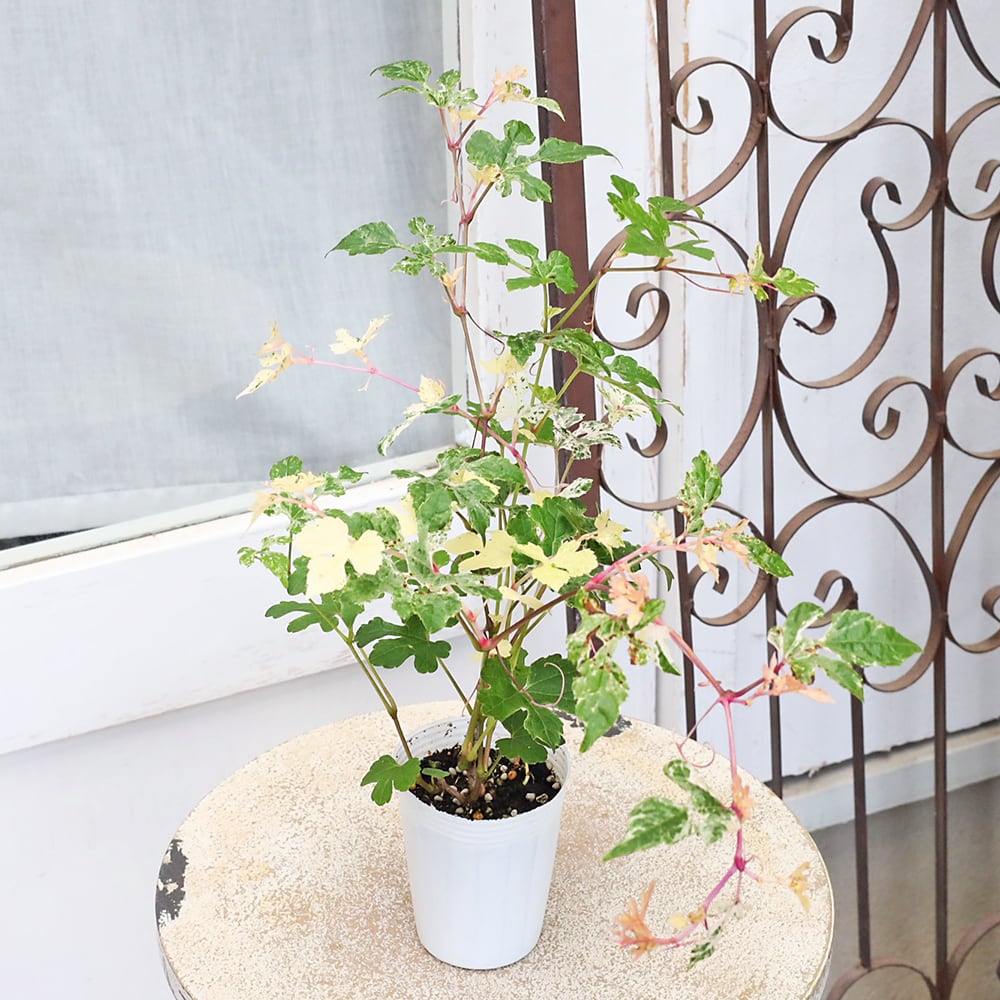蘭さまご確認ページ『秋色になった斑入り野ぶどうの実』お詰め合わせBOXです 草花苗 斑入り ノブドウ 野葡萄 2.5号 つる性 落葉低木 実がなる 初夏