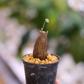 Stephania kaweesakii / ステファニア・カウィーサキ⑭ / 観葉植物<育て方・花言葉>