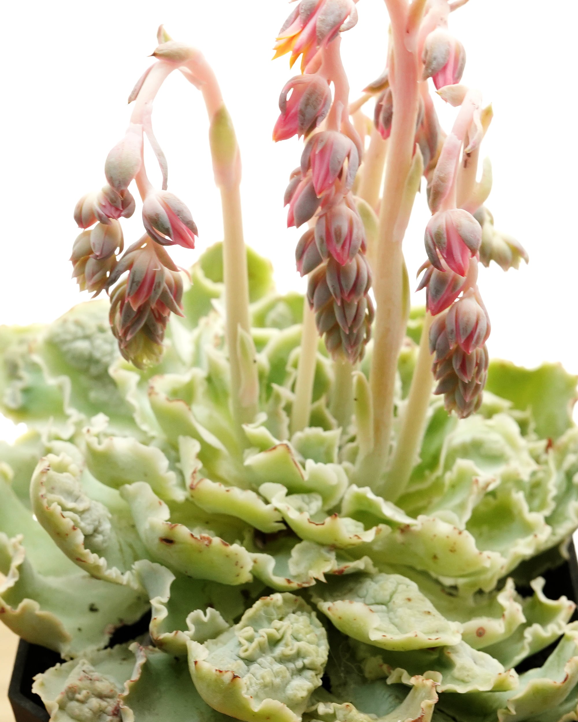 発根済カット苗 シャビアナ コブ化 巨大苗 Echeveria shaviana 'Pink