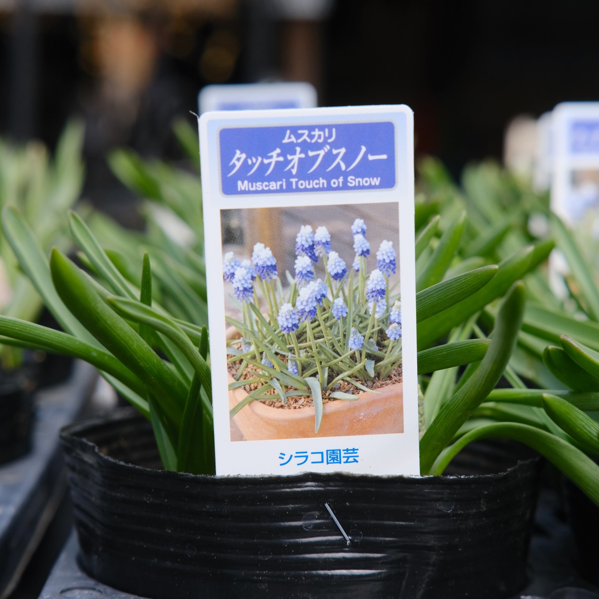 ムスカリ 《 タッチオブスノー 》（植えっぱなし球根） | グリーン