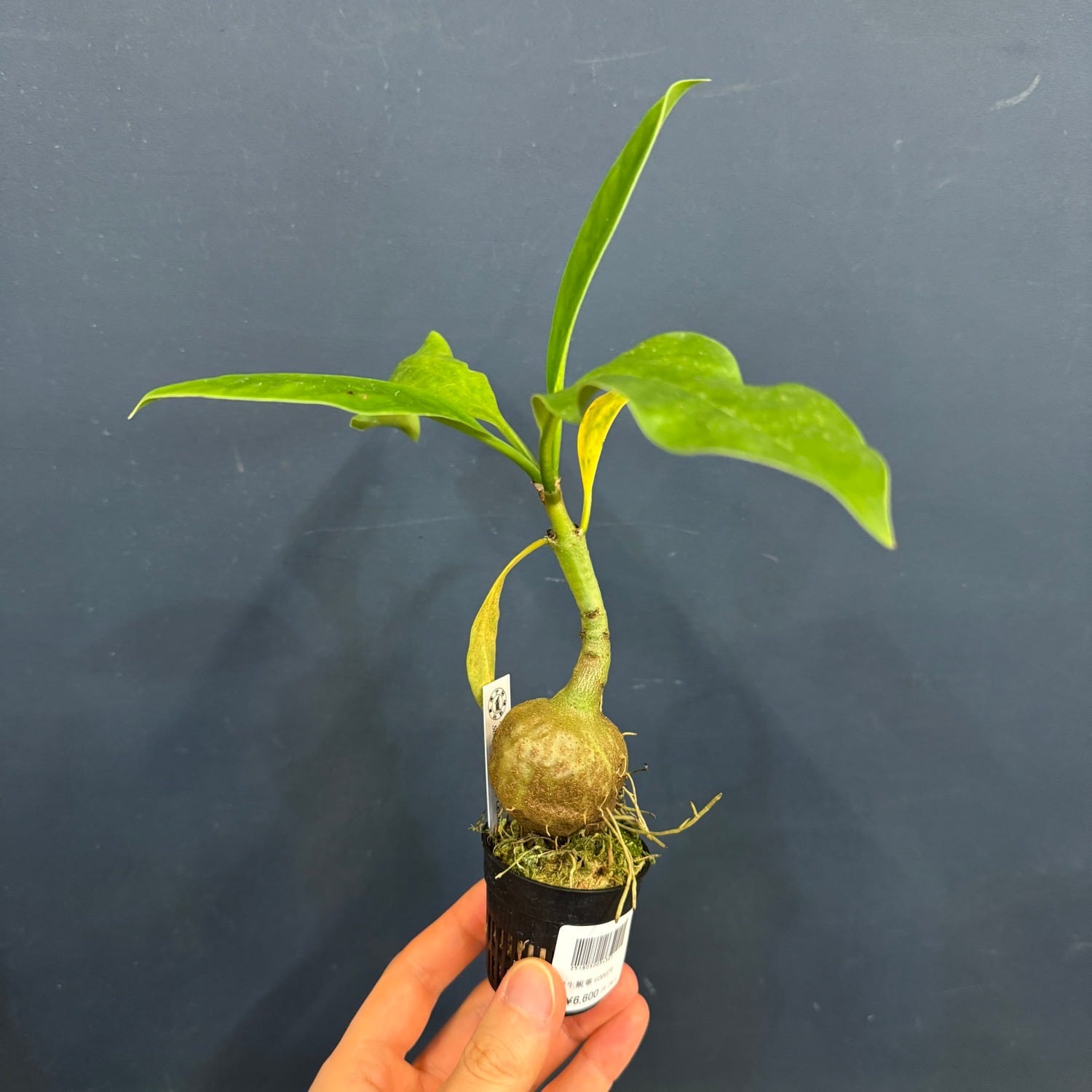 伊藤蟻】Myrmecodia tuberosa 'pulvinata' Southern Nabire, Central