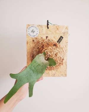 P.White Pegasus F1 【artPLANTs】ビカクシダ/Platycerium