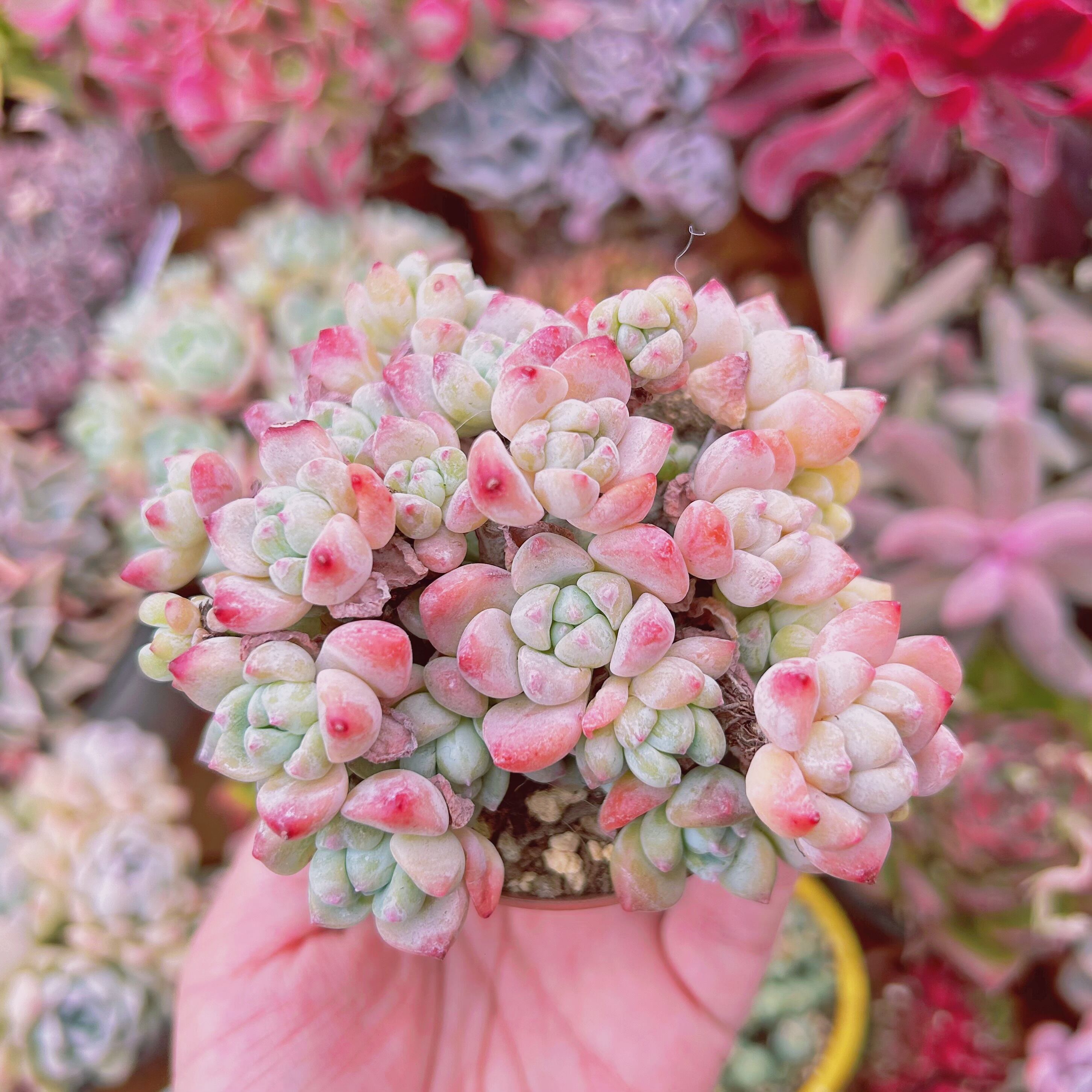 #592現物　多肉植物　香姫　特大群生