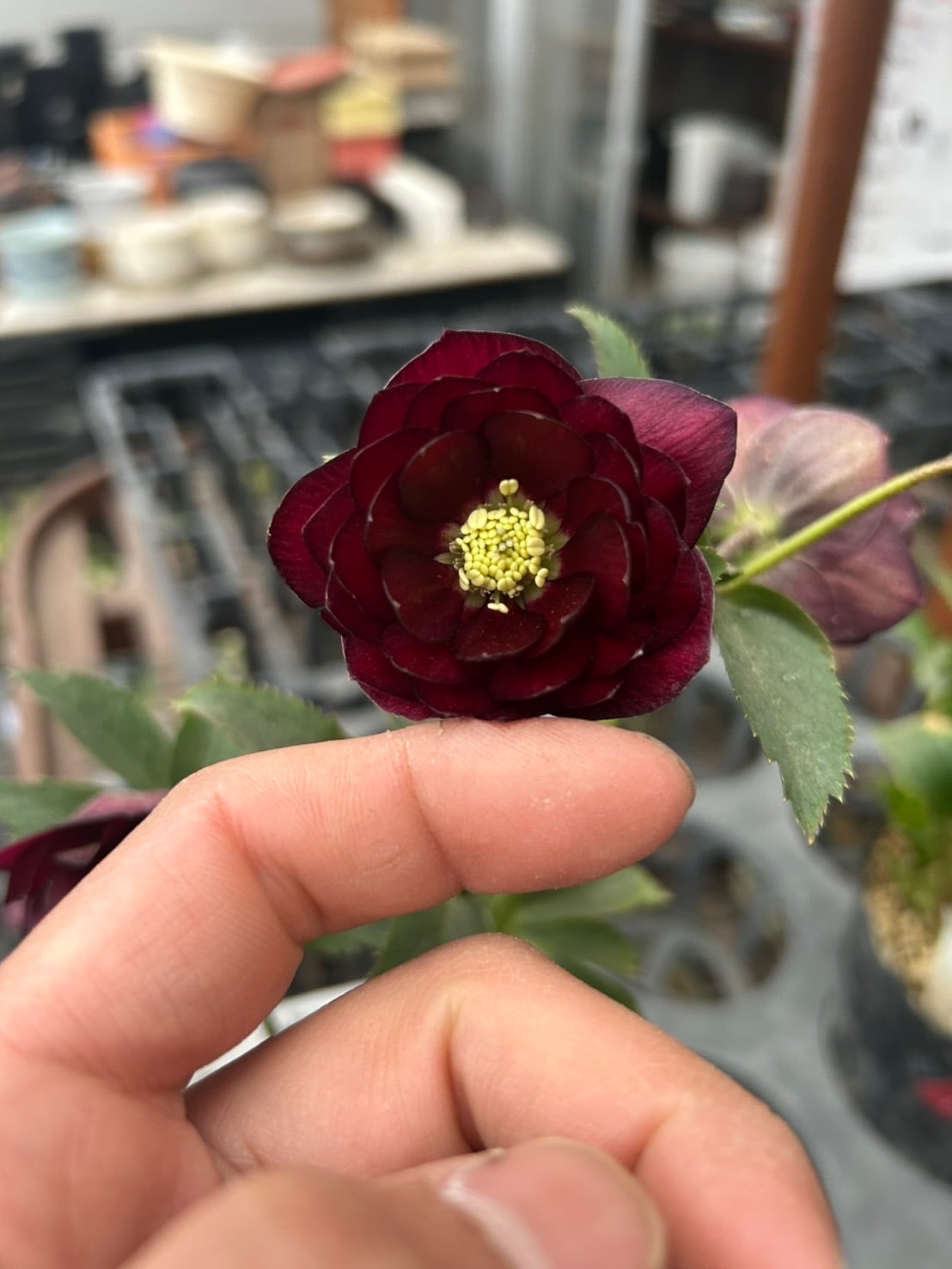 26-120 プリマヴェーラ交配 | クリハラガーデン