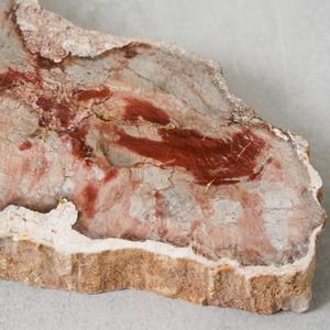 ペトリファイドウッド / スライス プレート【1】