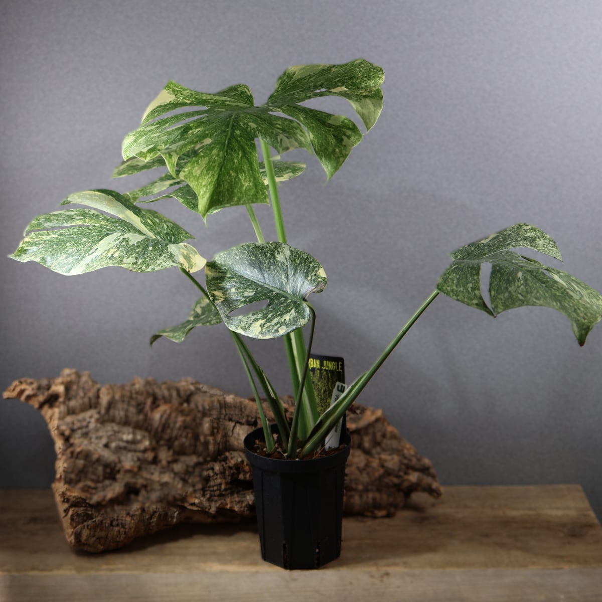 MARX PLANTS | 観葉植物・多肉植物・塊根植物