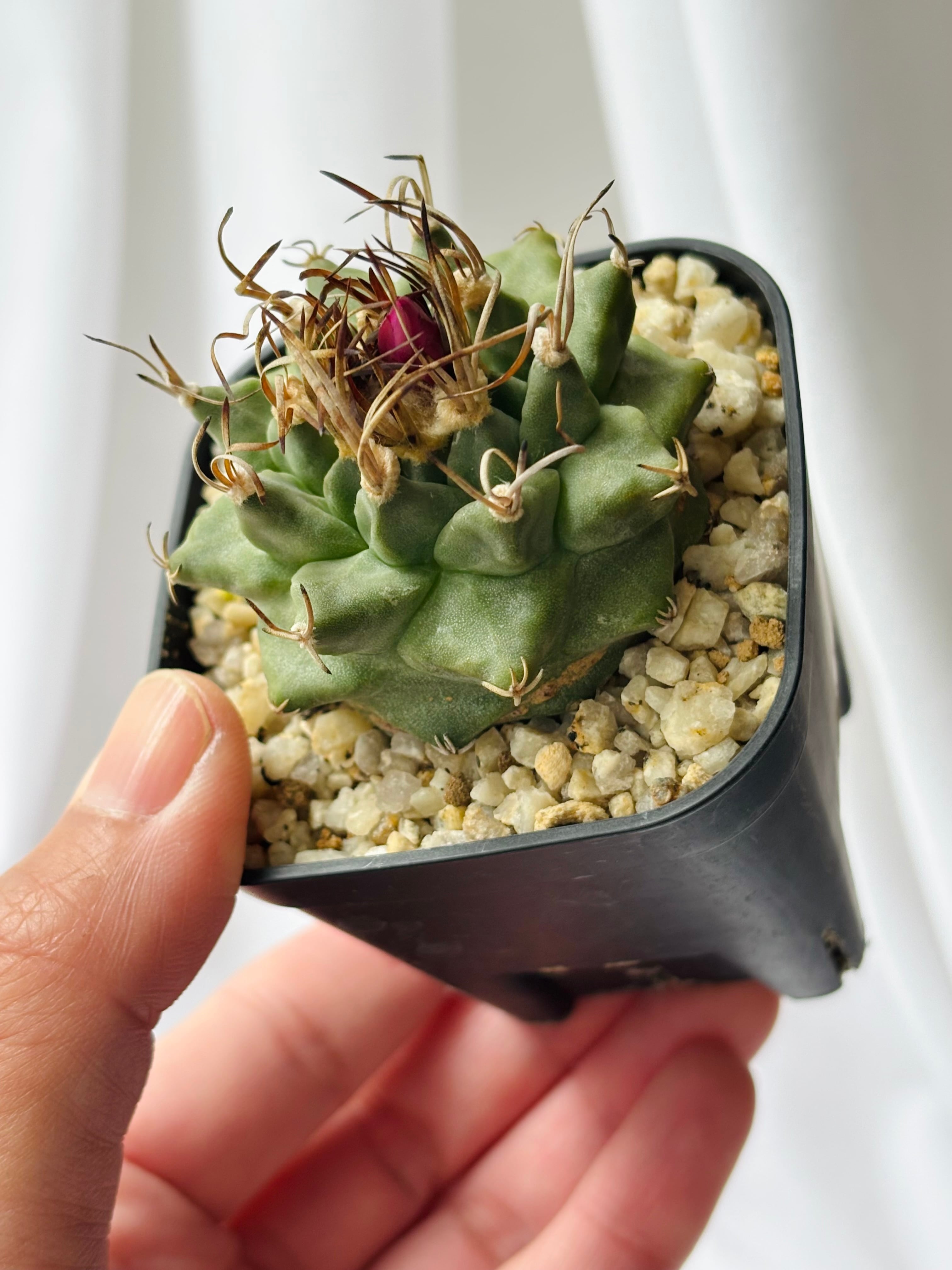 Turbinicarpus alonsoi ツルビニカルプス アロンソイ サボテン