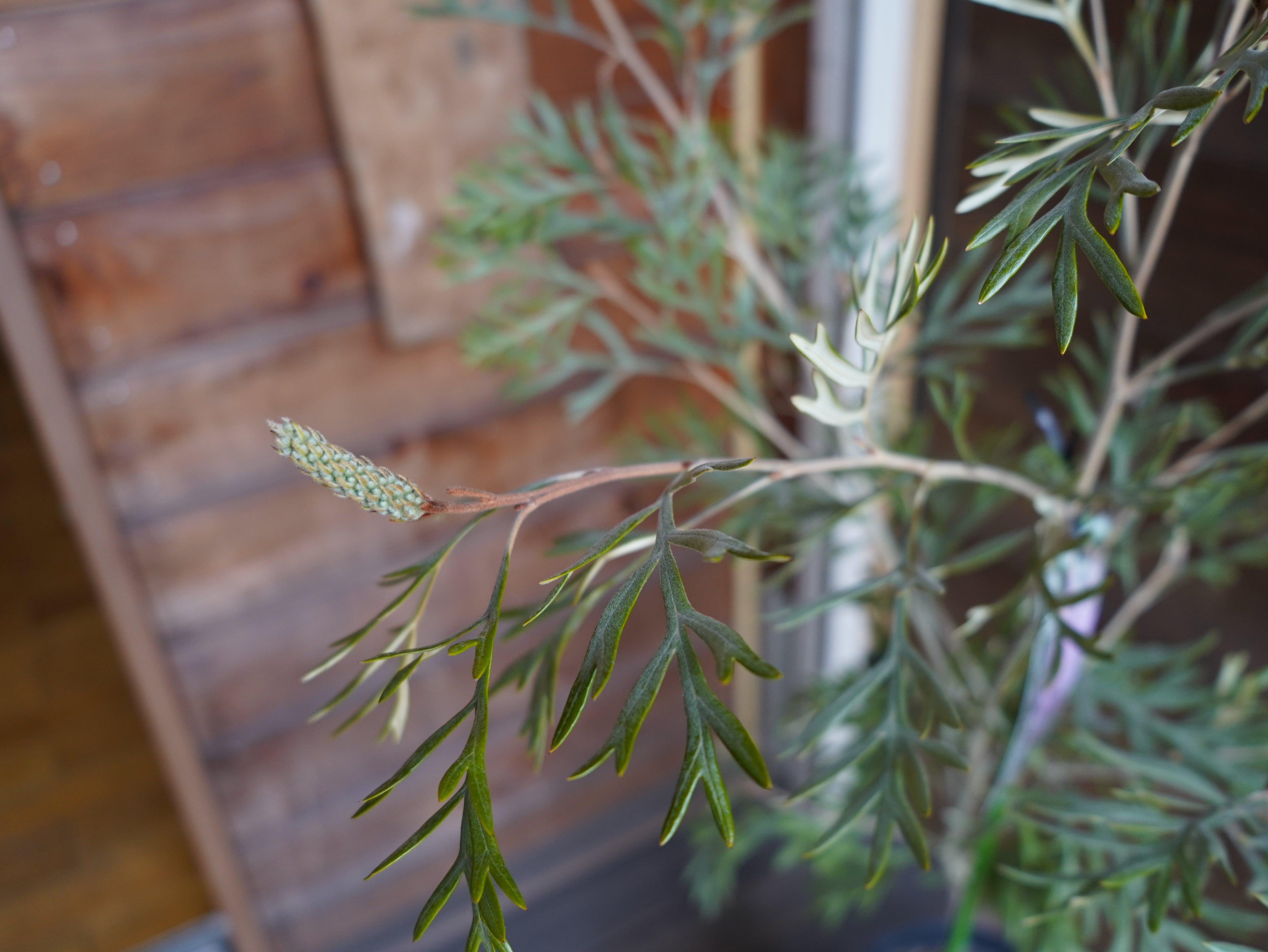 【現物】グレビレア ”ドーンパープル” A