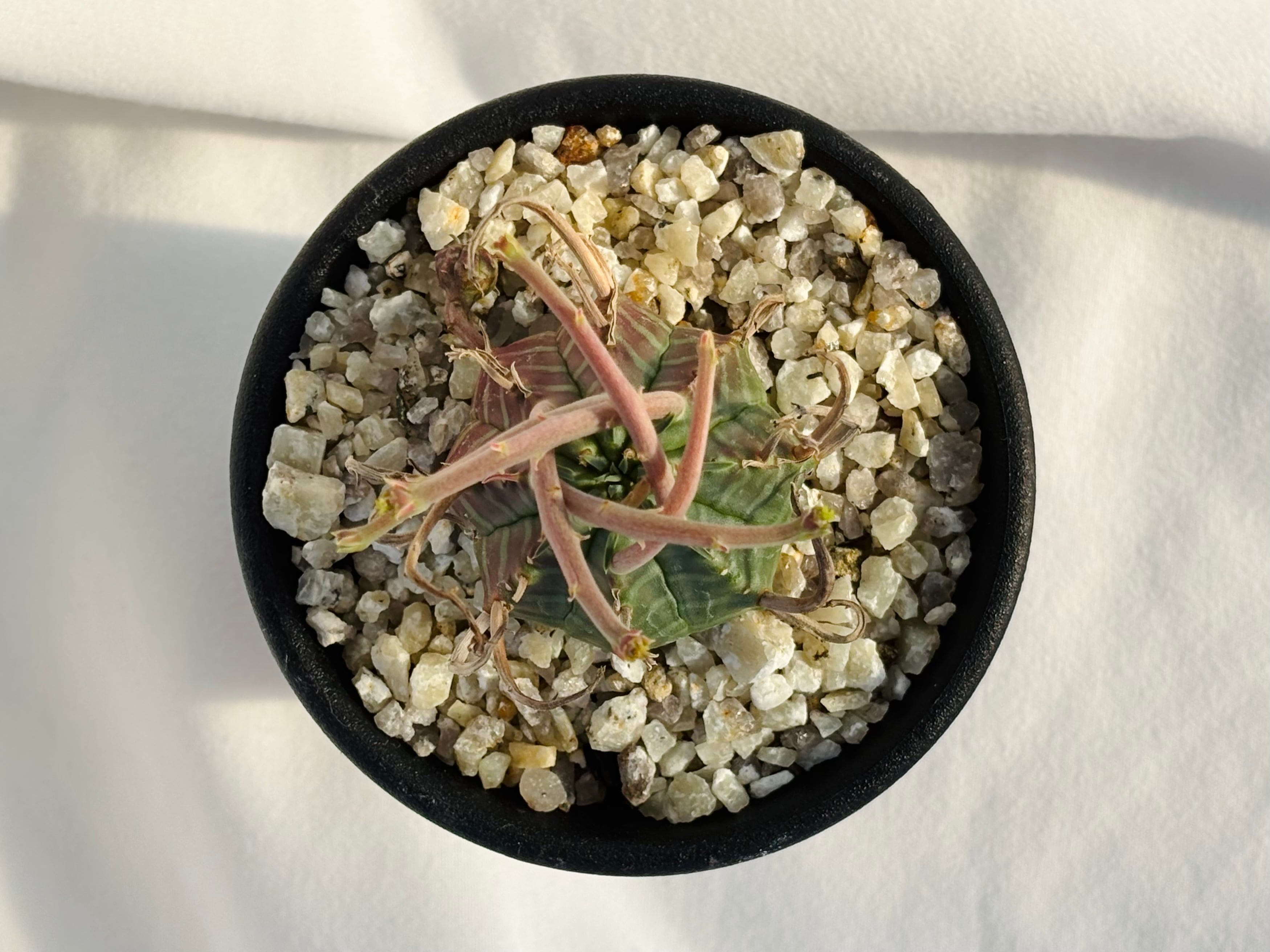 ブラックバリダ×スーパーバリダ　③ 色々な表情があって素敵。 #ブラックバリダ#スーパーブラックバリダ