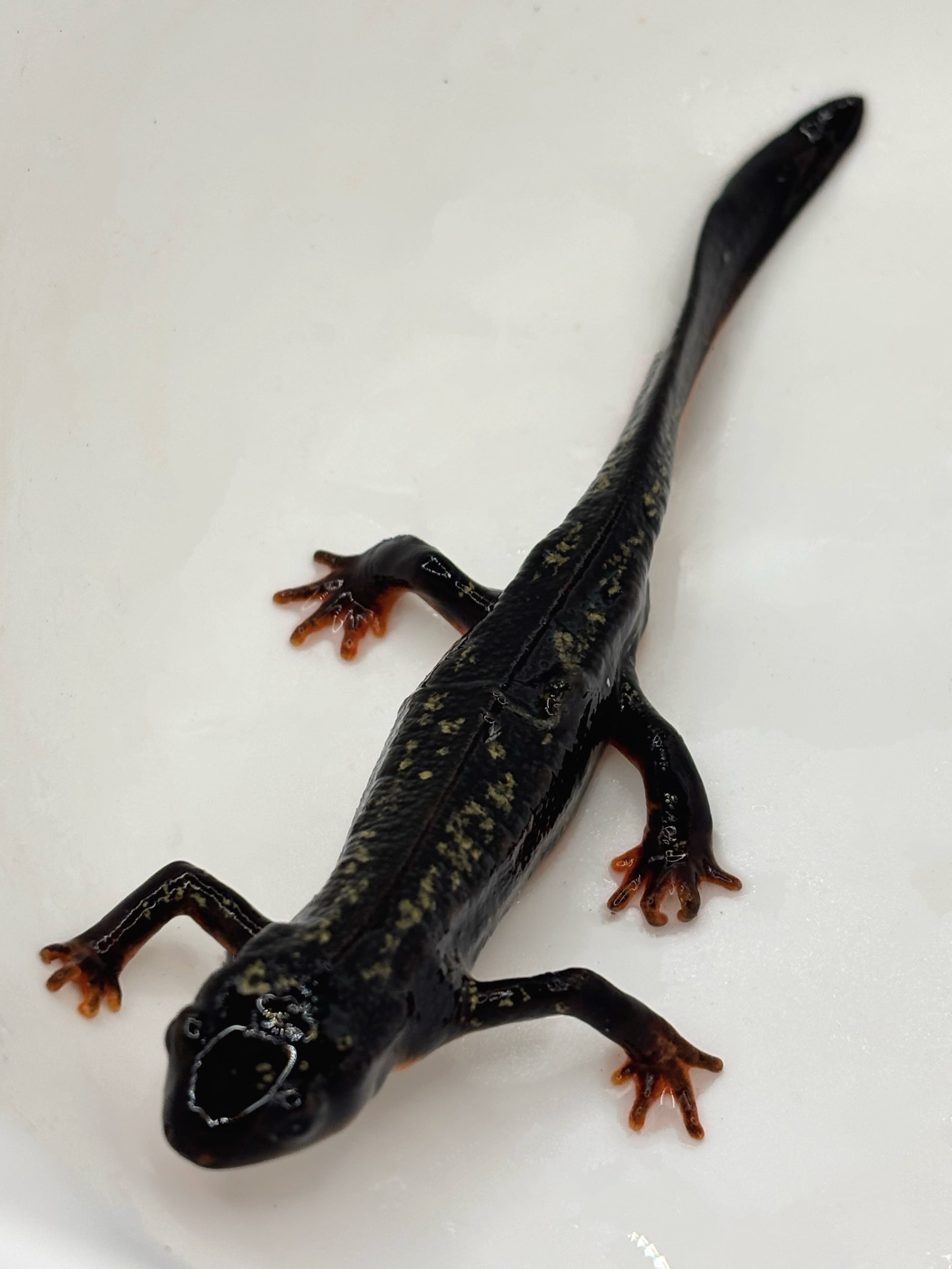 アメイロイボイモリ 国内CB 1匹 | まるころ商店〜まるくてころころした