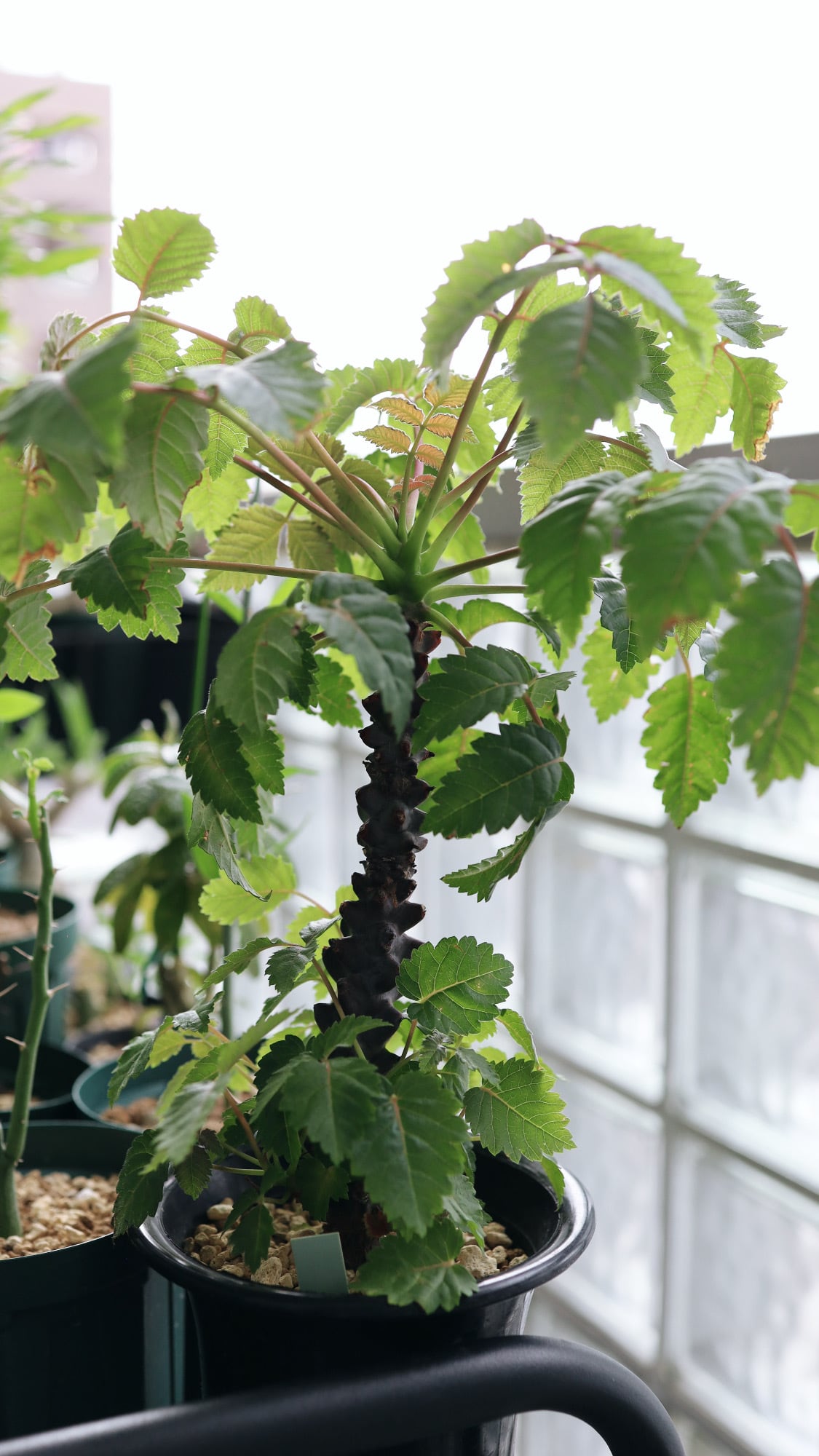 ベイセリア・メキシカーナ | Beiselia mexicana | SAVVY PLANTS ベイセリア・メキシカーナ | Beiselia mexicana | SAVVY PLANTS