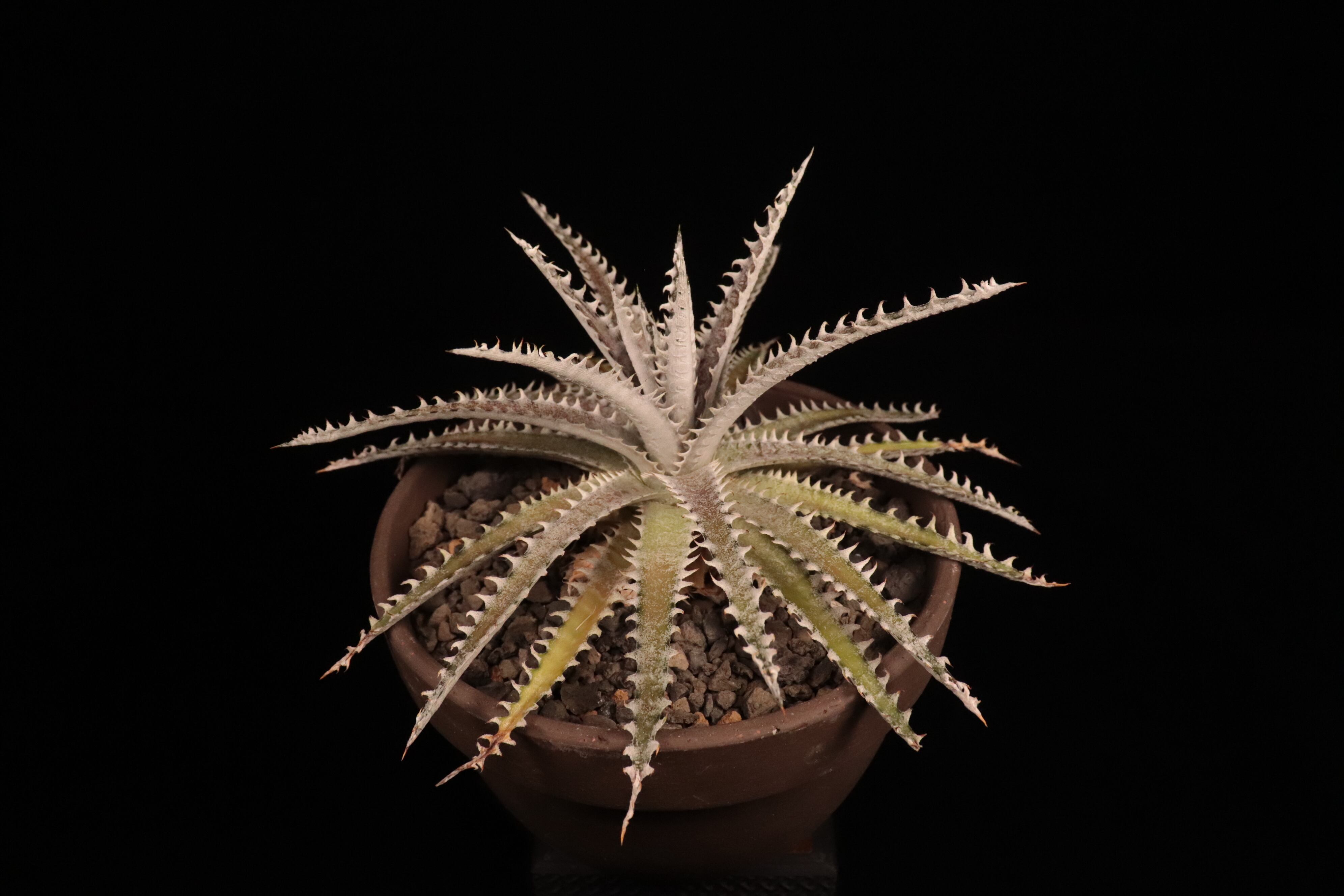 送料無料】 'Bill Paylen'〔ディッキア〕現品発送D0090 | plane plants