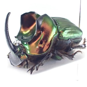 アルゼンチン産 Sulcophanaeus menelas ♂ 18mm