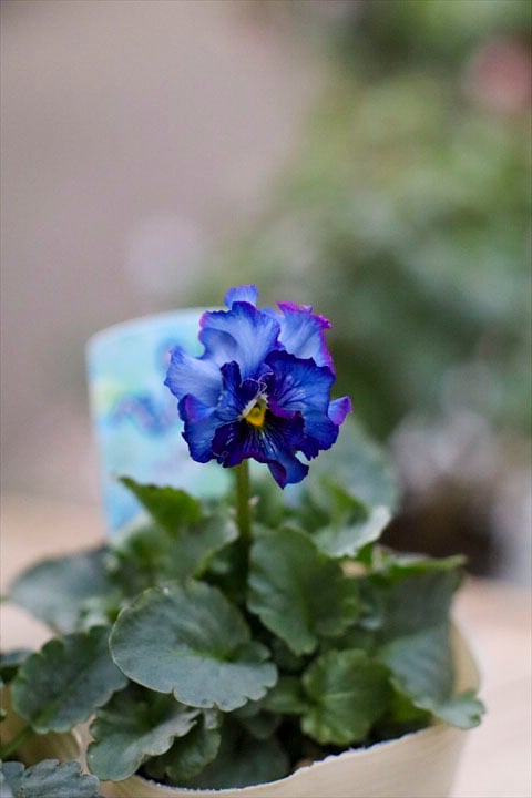 神戸べっぴんさん】青の幻想2ポット | オニ通