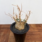 Ficus petiolaris【フィカス・ペティオラリス・実生】