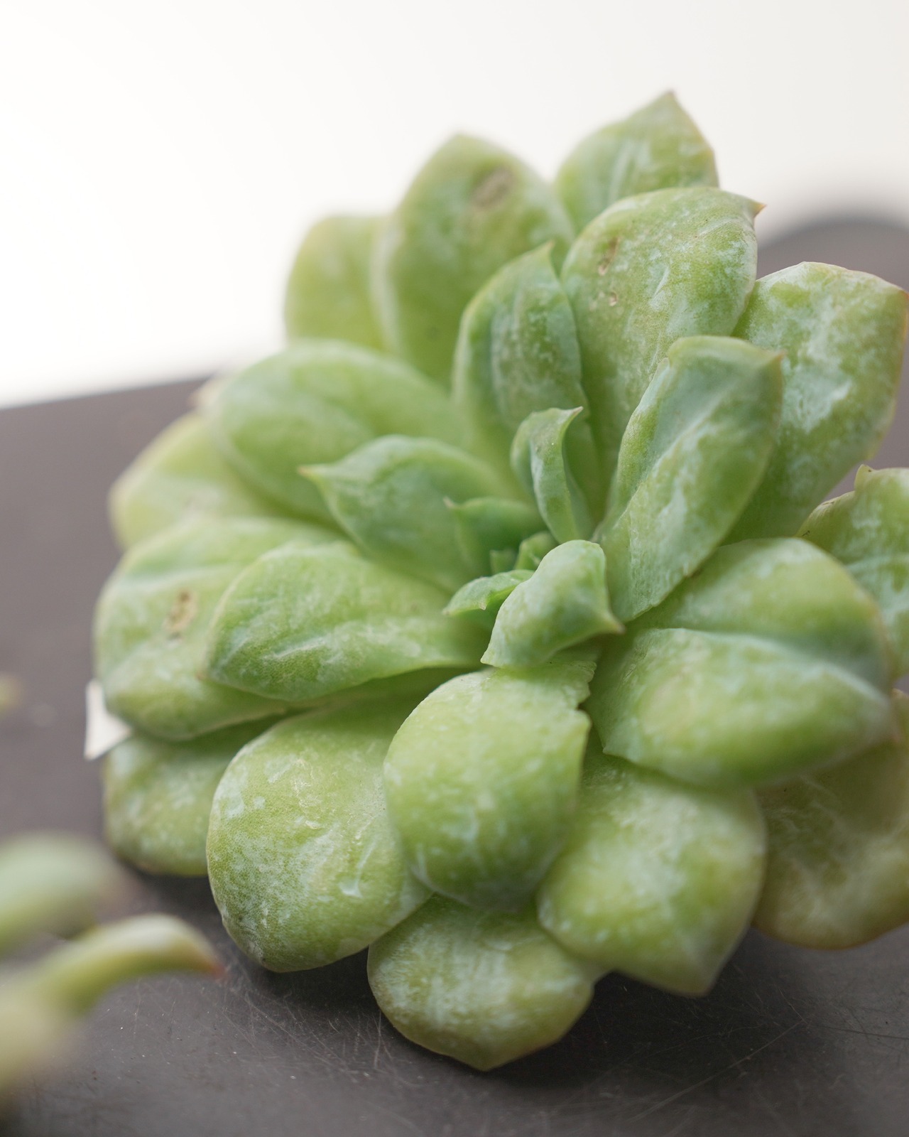 カット苗 シアサッカー Echeveria 'Seersucker Skirt'