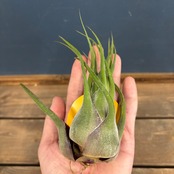 チランジア　セレリアナ【218】