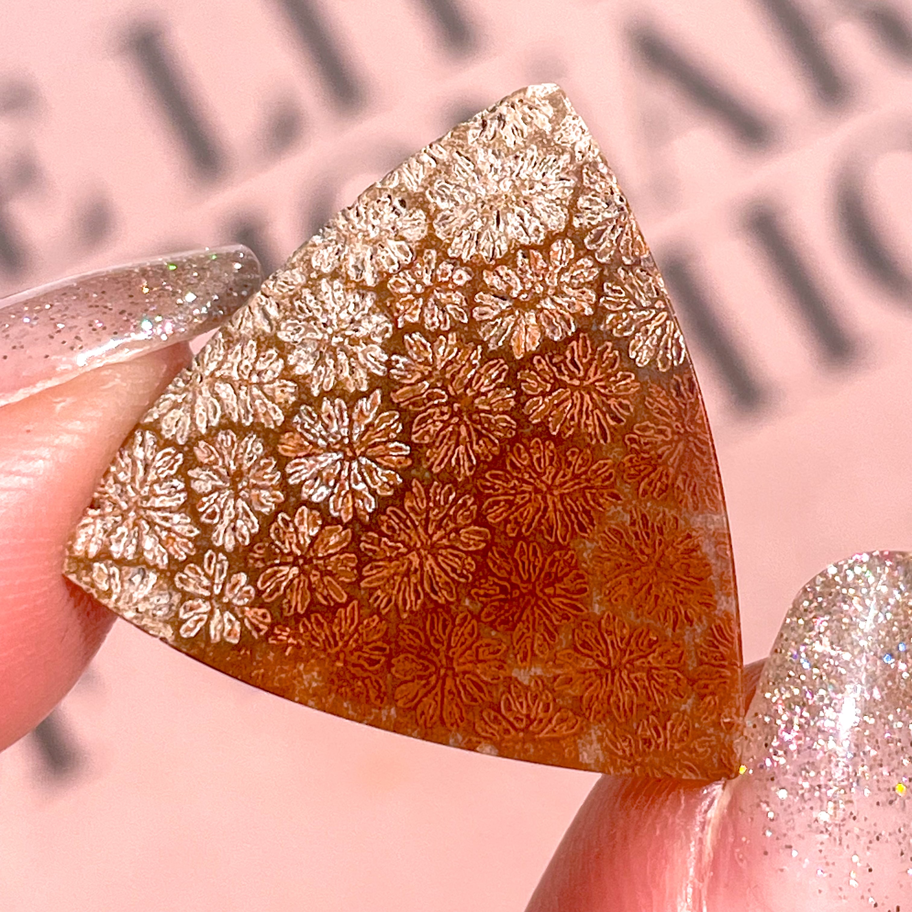 Fossile Coral Triangle ✧ フォッシルコーラル (化石珊瑚) | FLUXY