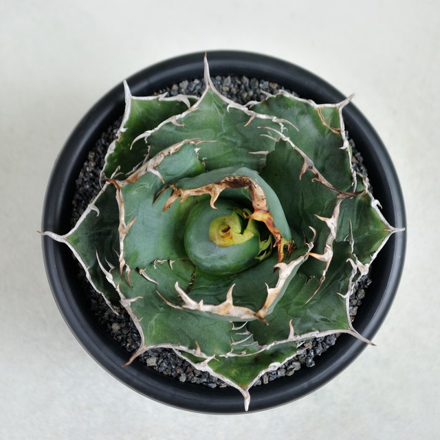 アガベ チタノタ 白鯨 中株