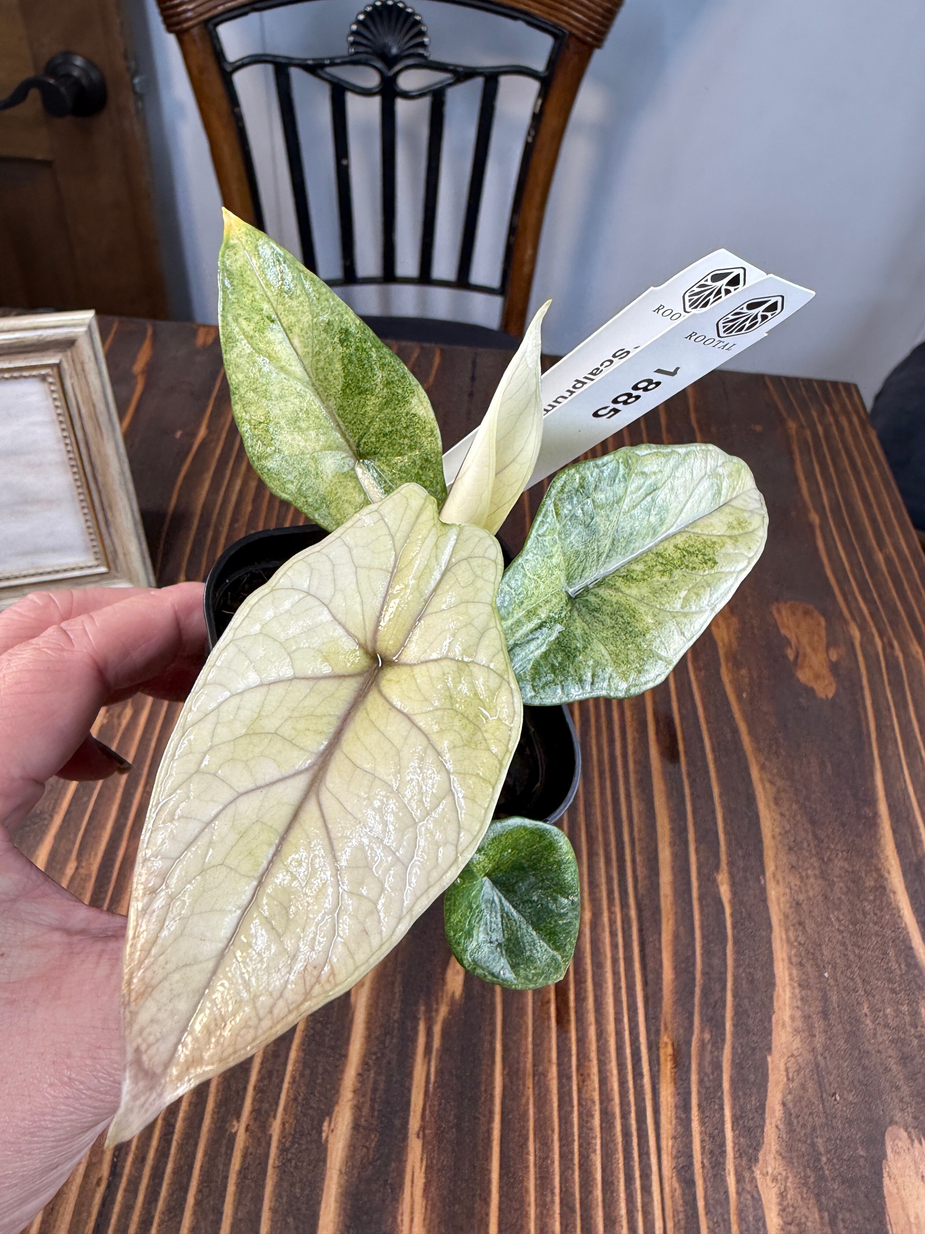 ☆1885【希少種】アロカシア スカルプラム ミント（2.5号ロング硬質